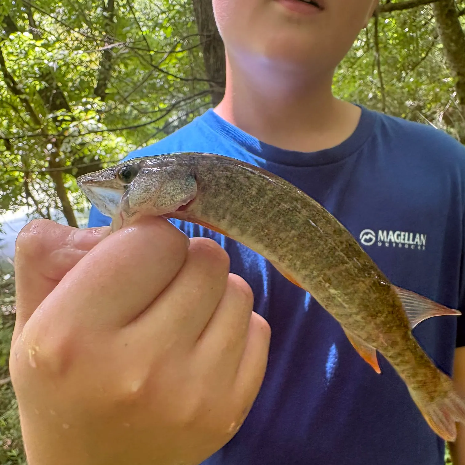 The most recent Redfin pickerel catches on Fishbrain