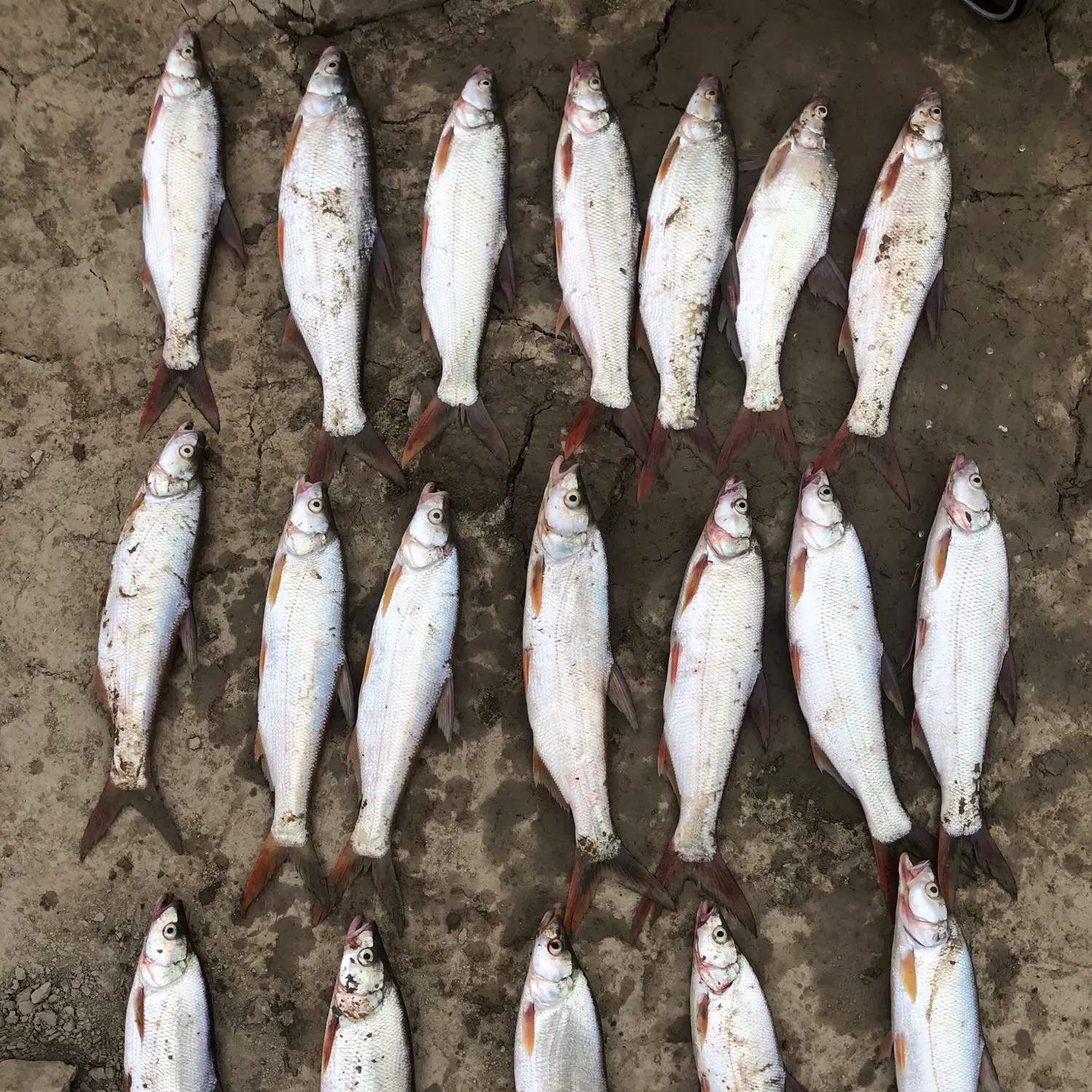 recently logged catches