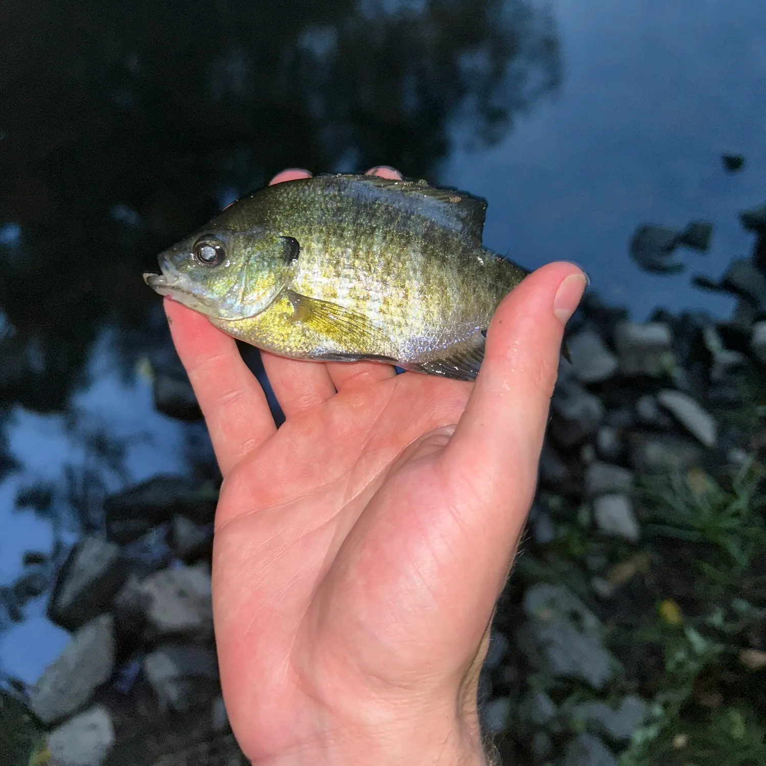 Bluegill caught on Fishbrain