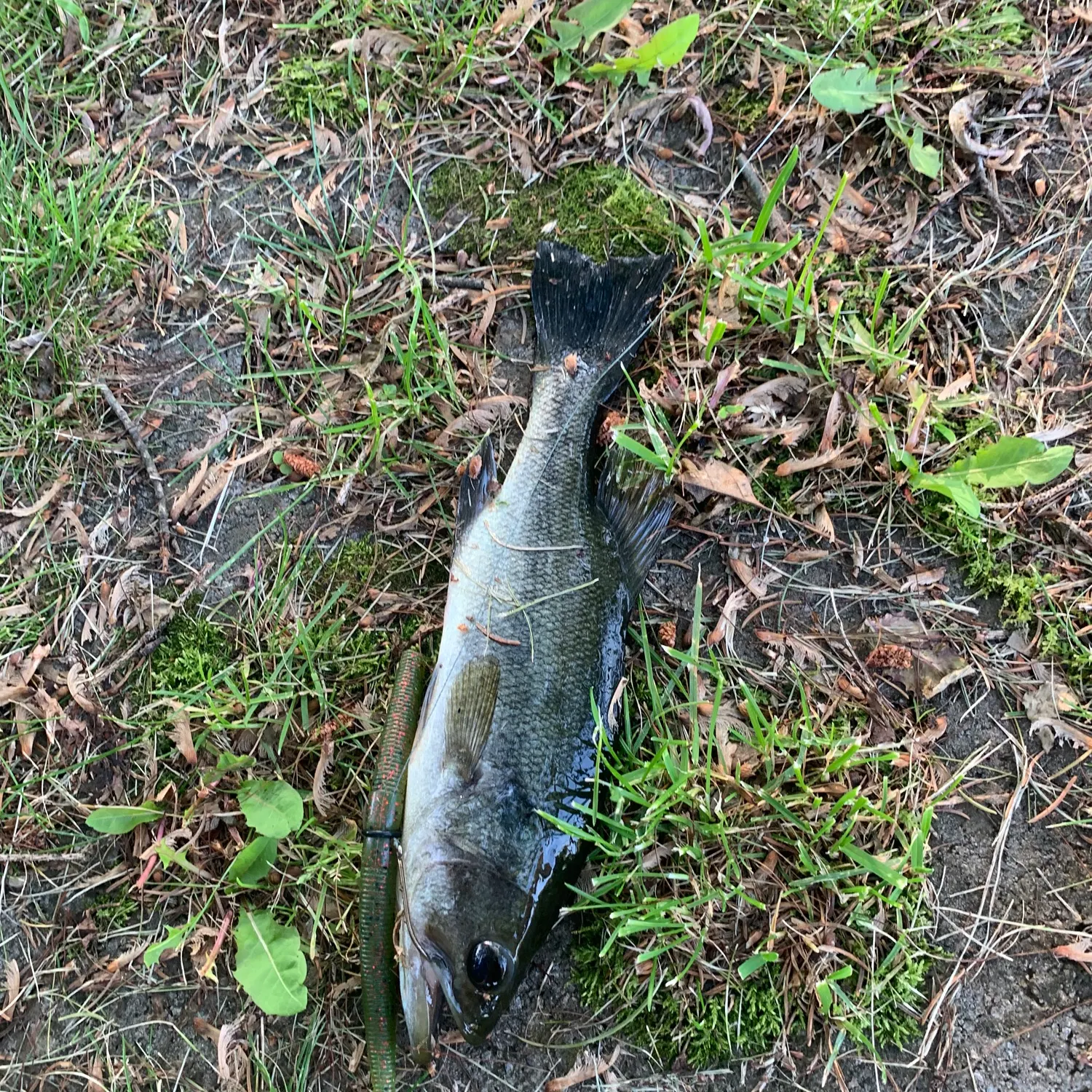 e Luks、TROUT FISHERMEN,BERK HILLS Lake Trout - Tuscarora Lodge & Canoe Outfitters