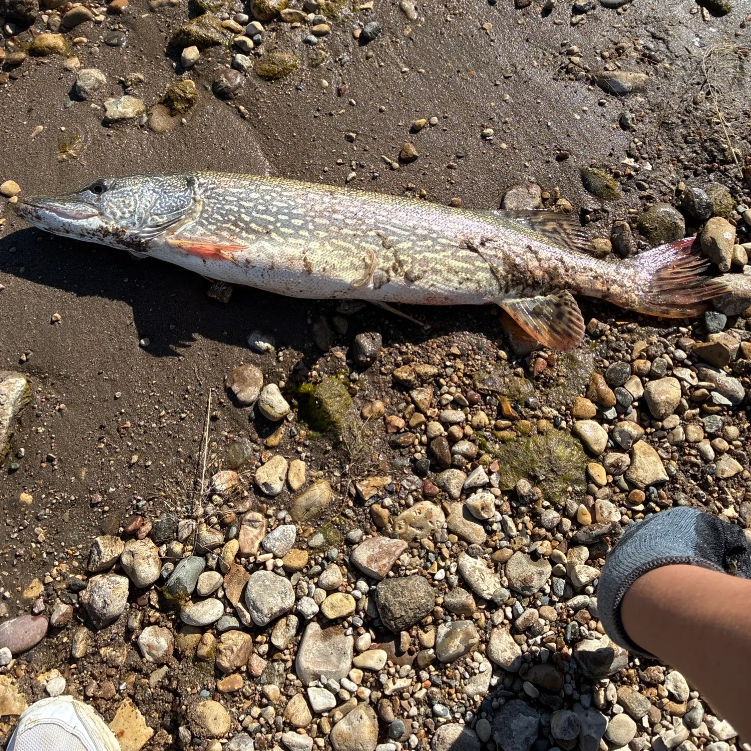 Northern pike caught on Fishbrain