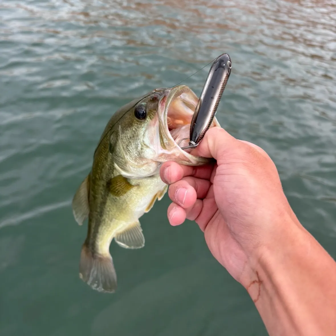 Largemouth bass caught on Fishbrain