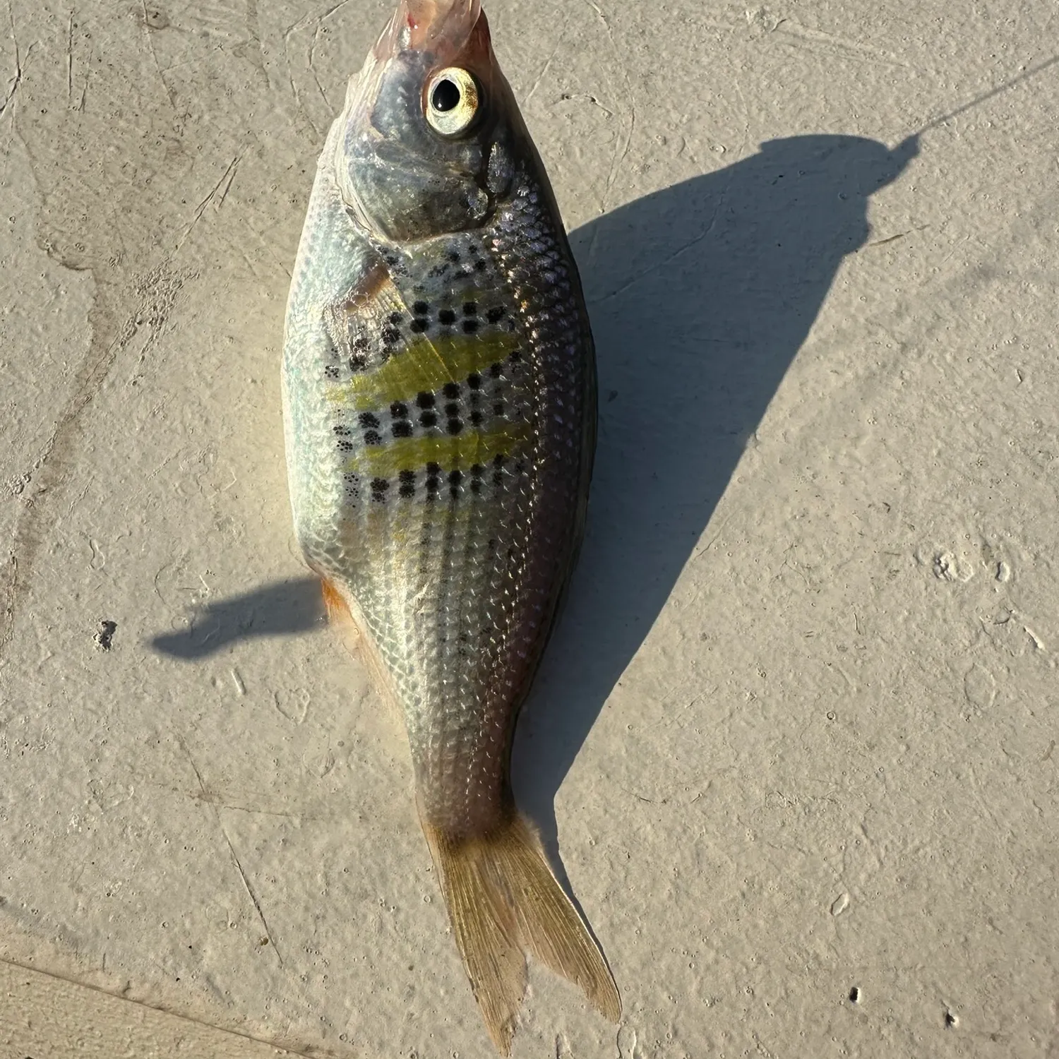 The most recent Shiner perch catches on Fishbrain