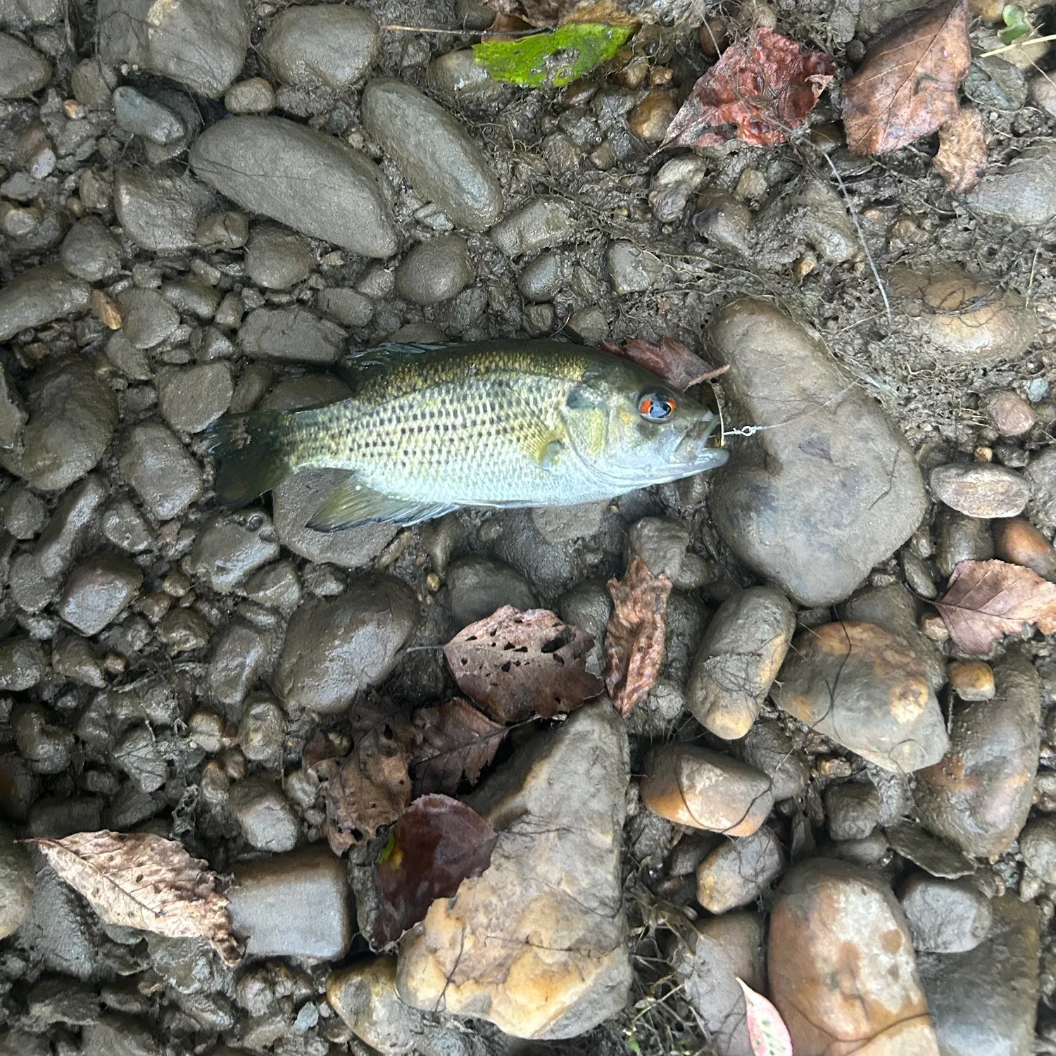 Rock bass caught on Fishbrain