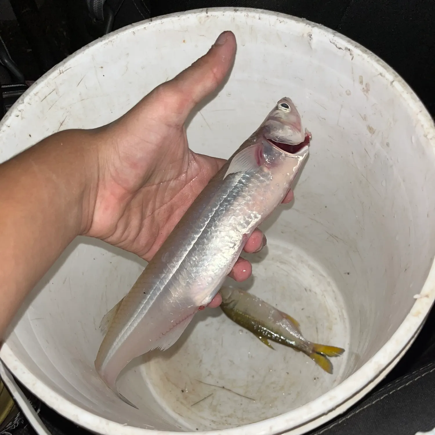 The most recent Argentinian silverside catches on Fishbrain