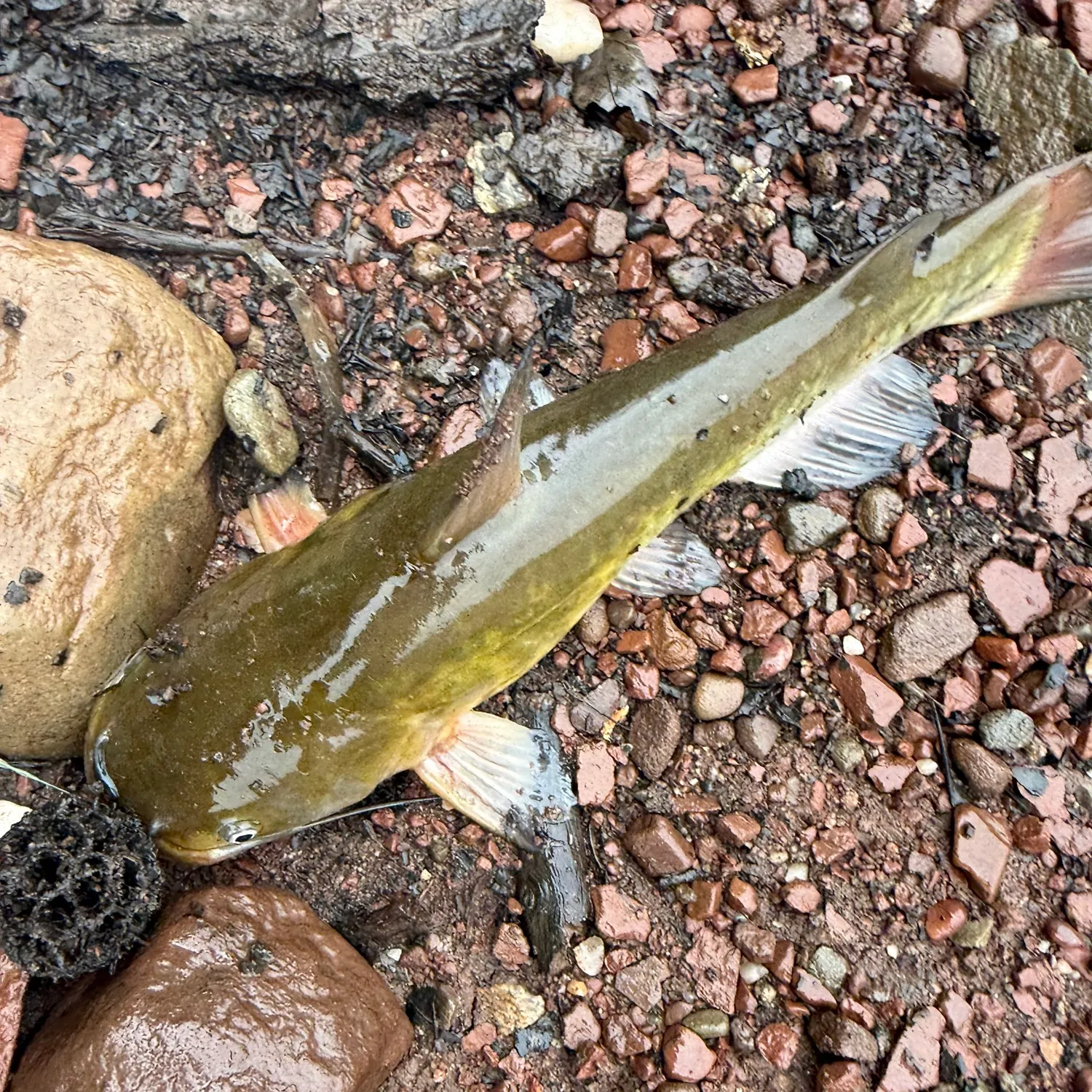 Yellow bullhead caught on Fishbrain