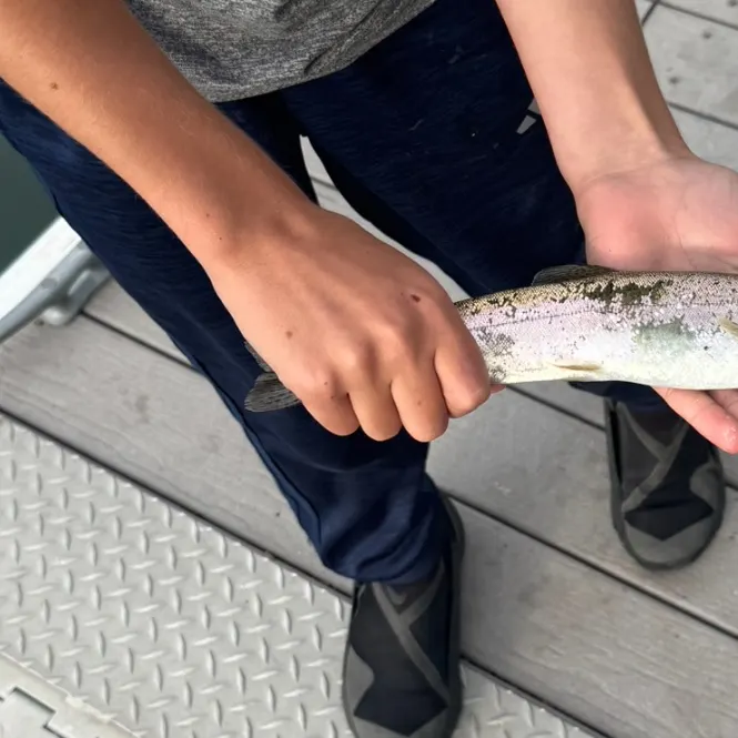 Rainbow trout caught on Fishbrain