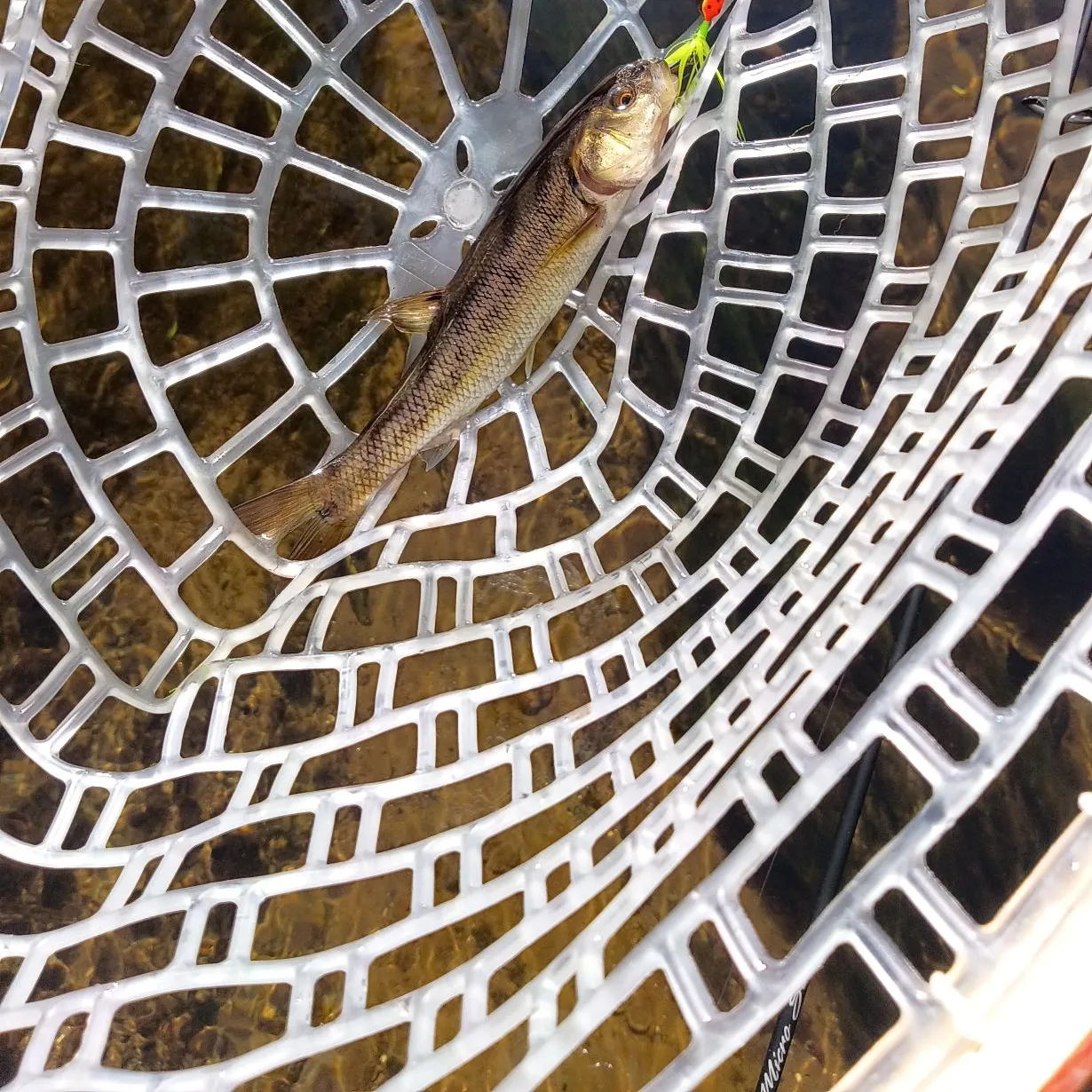 Creek chub caught on Fishbrain