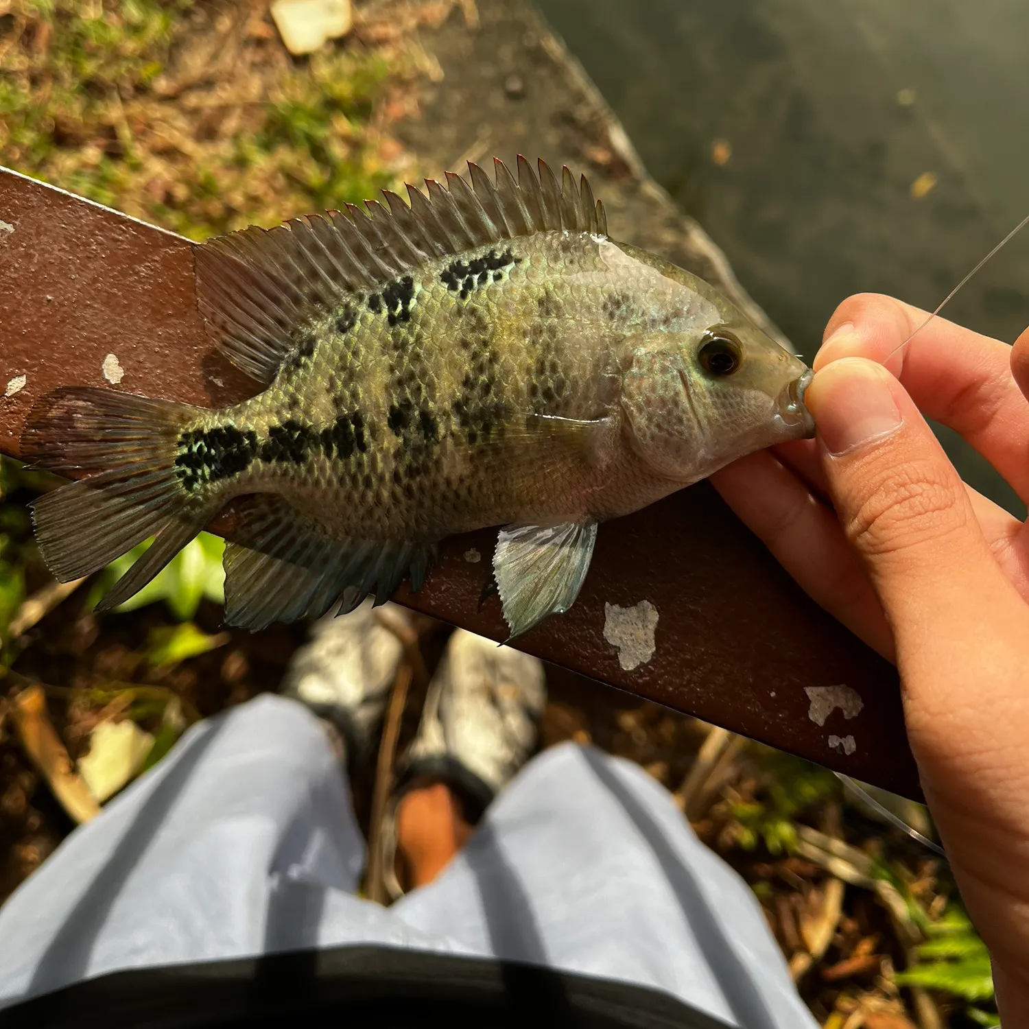 The most recent Redhead cichlid catches on Fishbrain