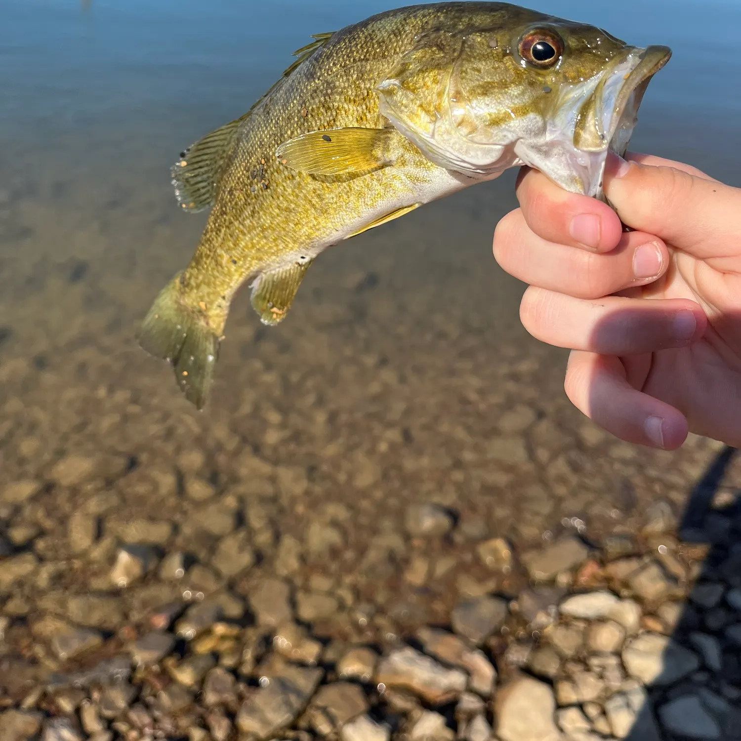 Smallmouth bass caught on Fishbrain