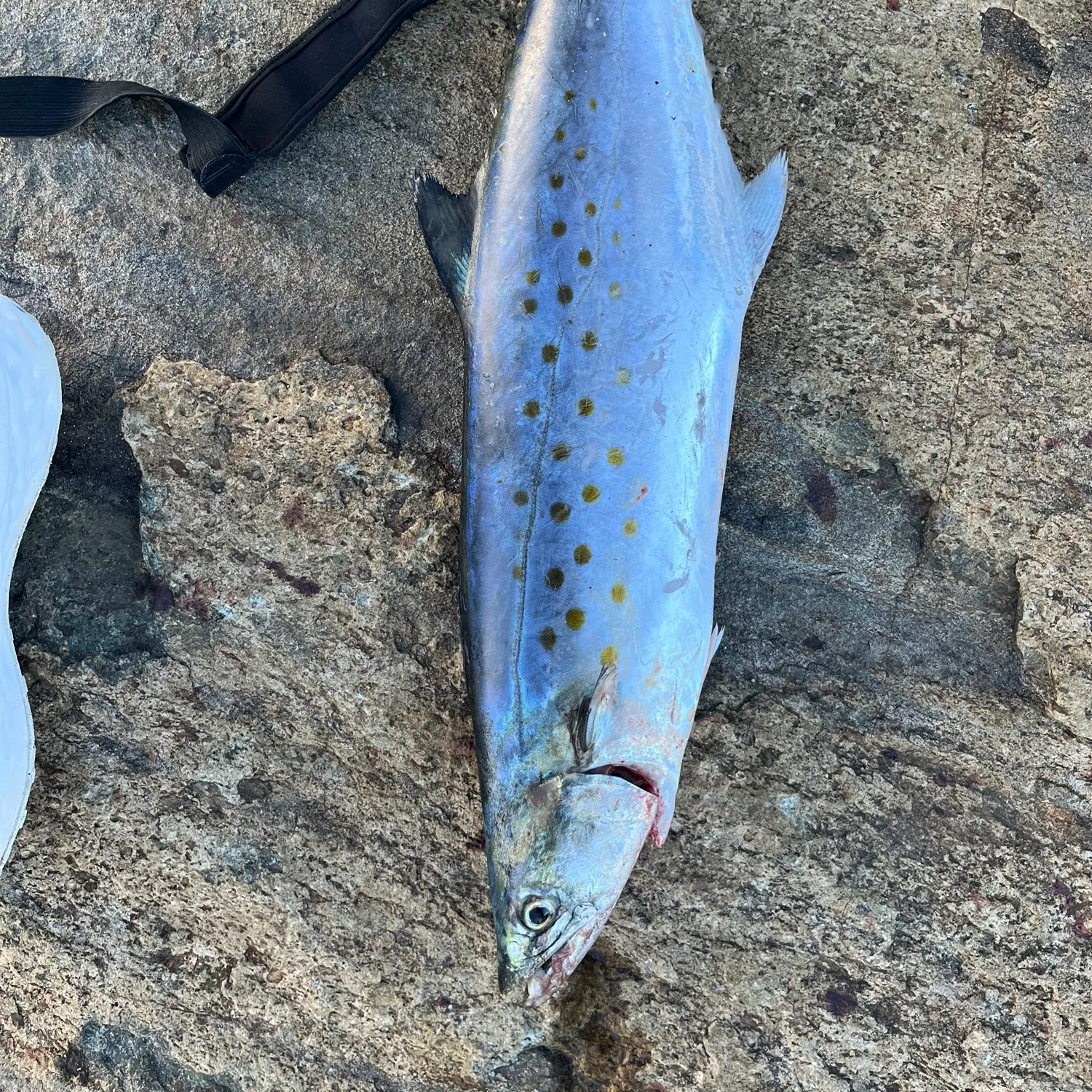 Spanish mackerel caught on Fishbrain