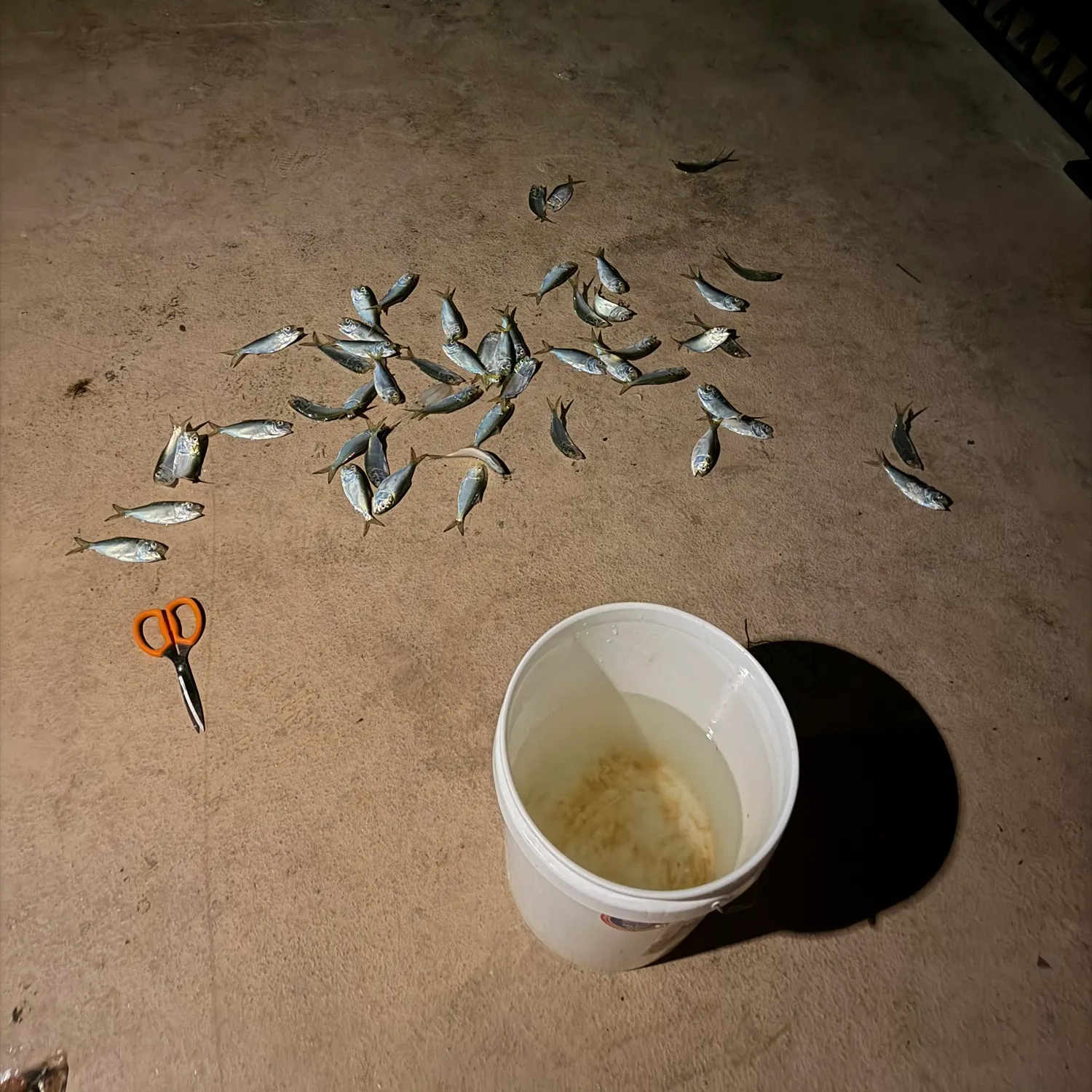 The most recent Scaled herring catches on Fishbrain
