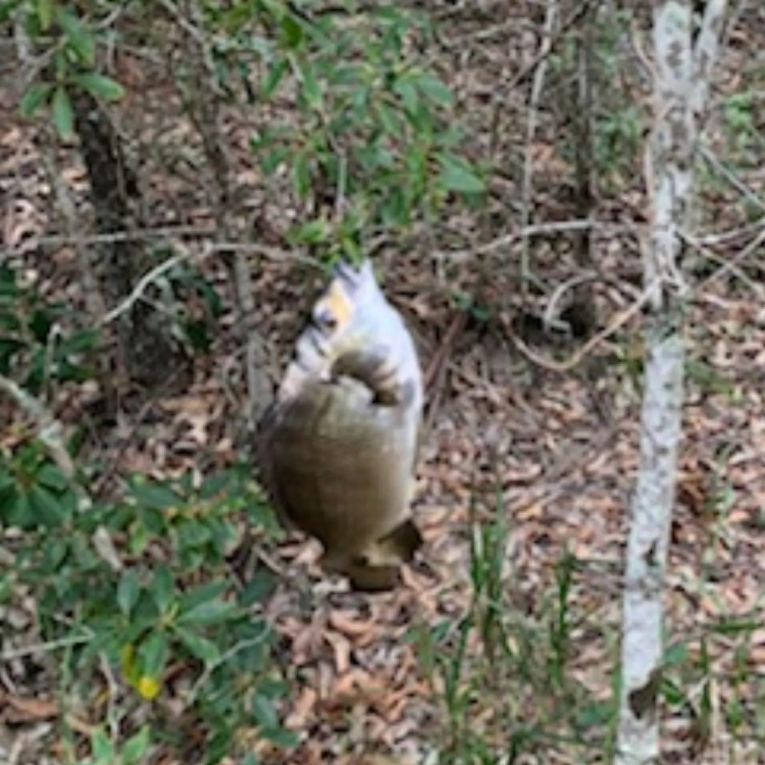 ᐅ Meroo Lake fishing reports🎣• Nowra, New South Wales (Australia) fishing