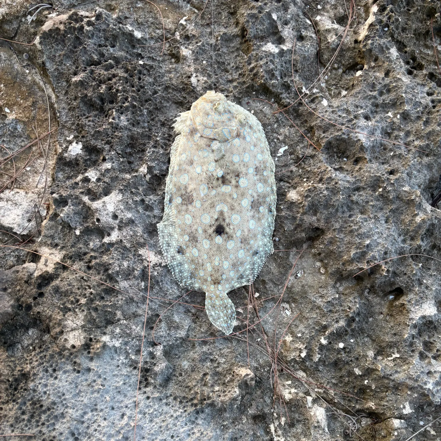 The most recent Atlantic peacock flounder catches on Fishbrain