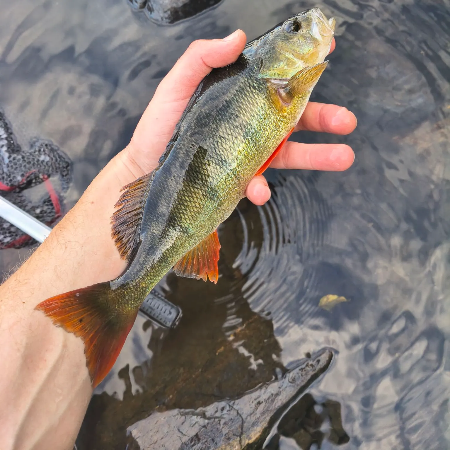 European perch caught on Fishbrain