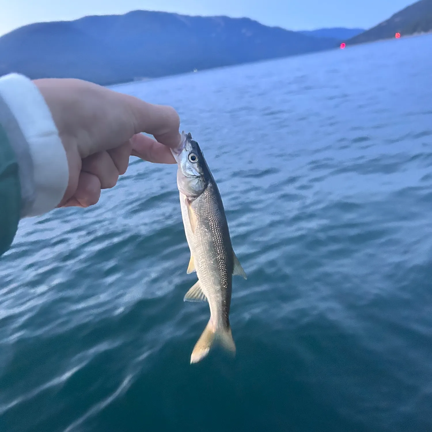 Northern pikeminnow caught on Fishbrain