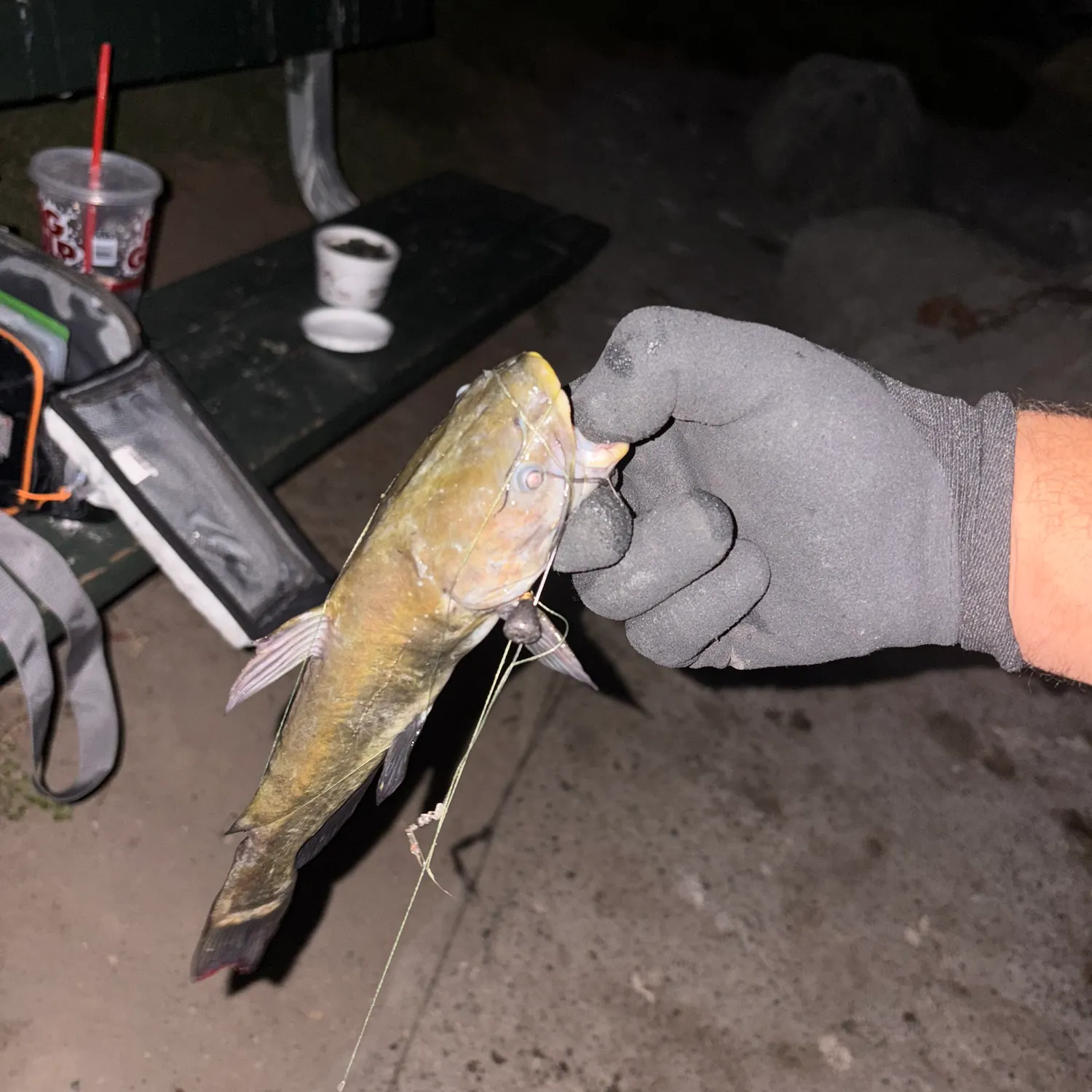 Flathead catfish caught on Fishbrain