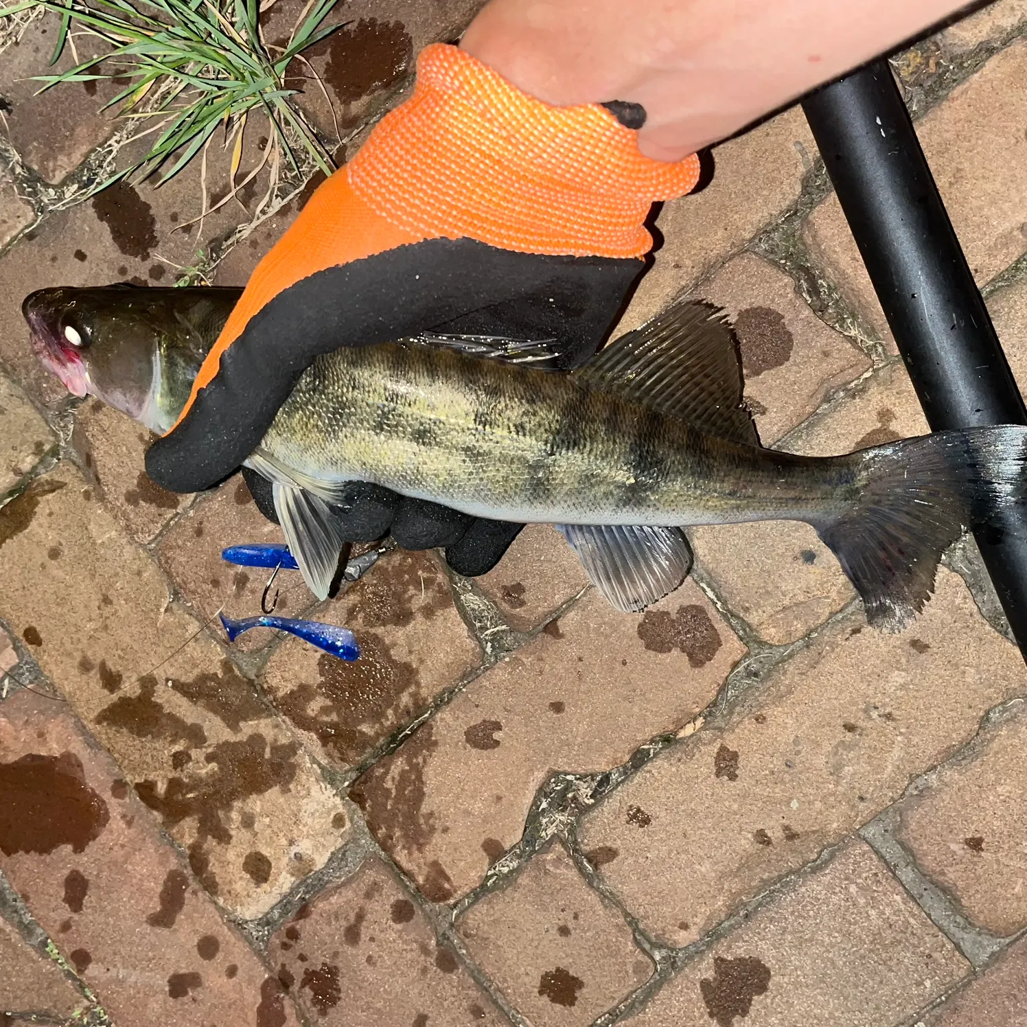 The most recent Zander catches on Fishbrain
