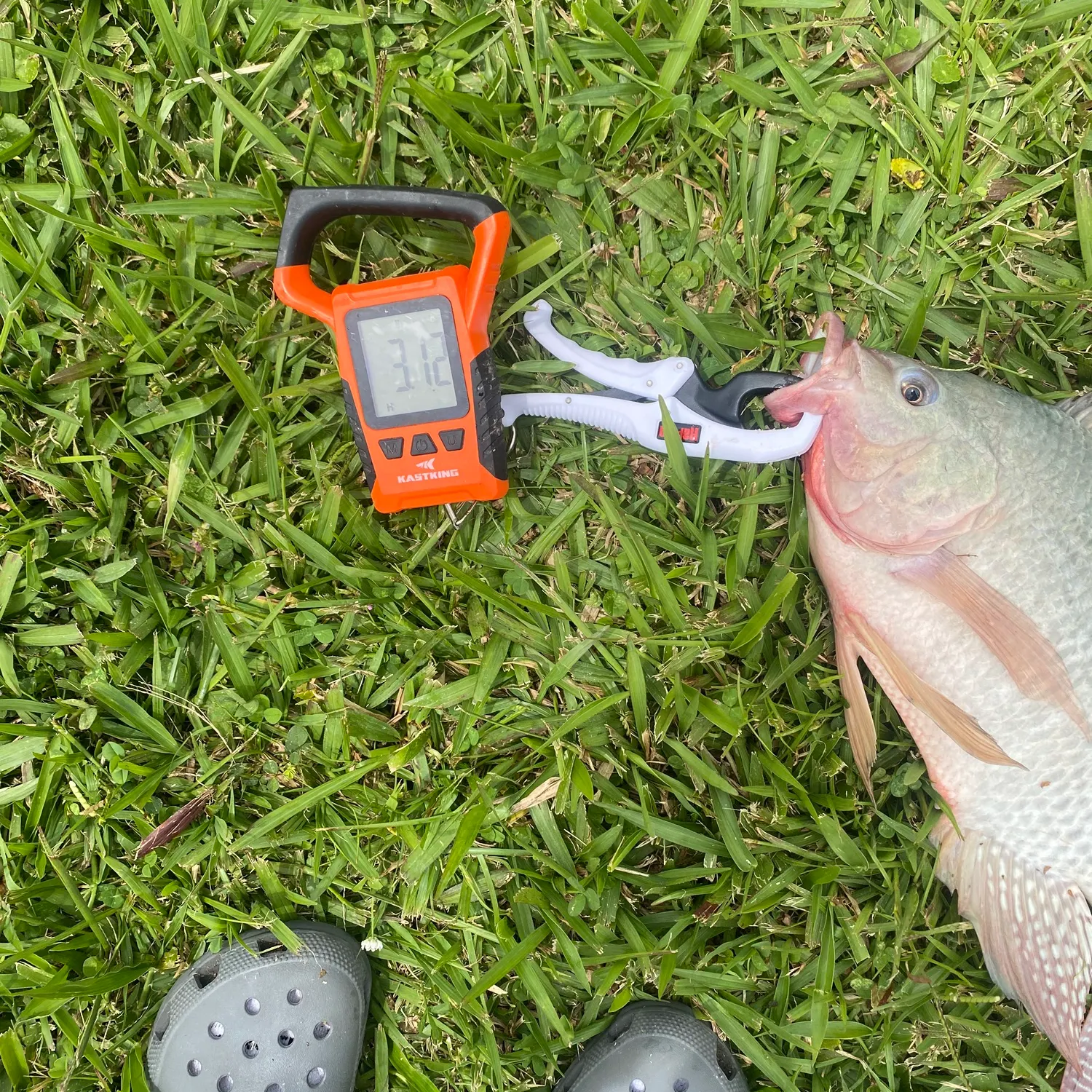 The most recent Redbreast tilapia catches on Fishbrain