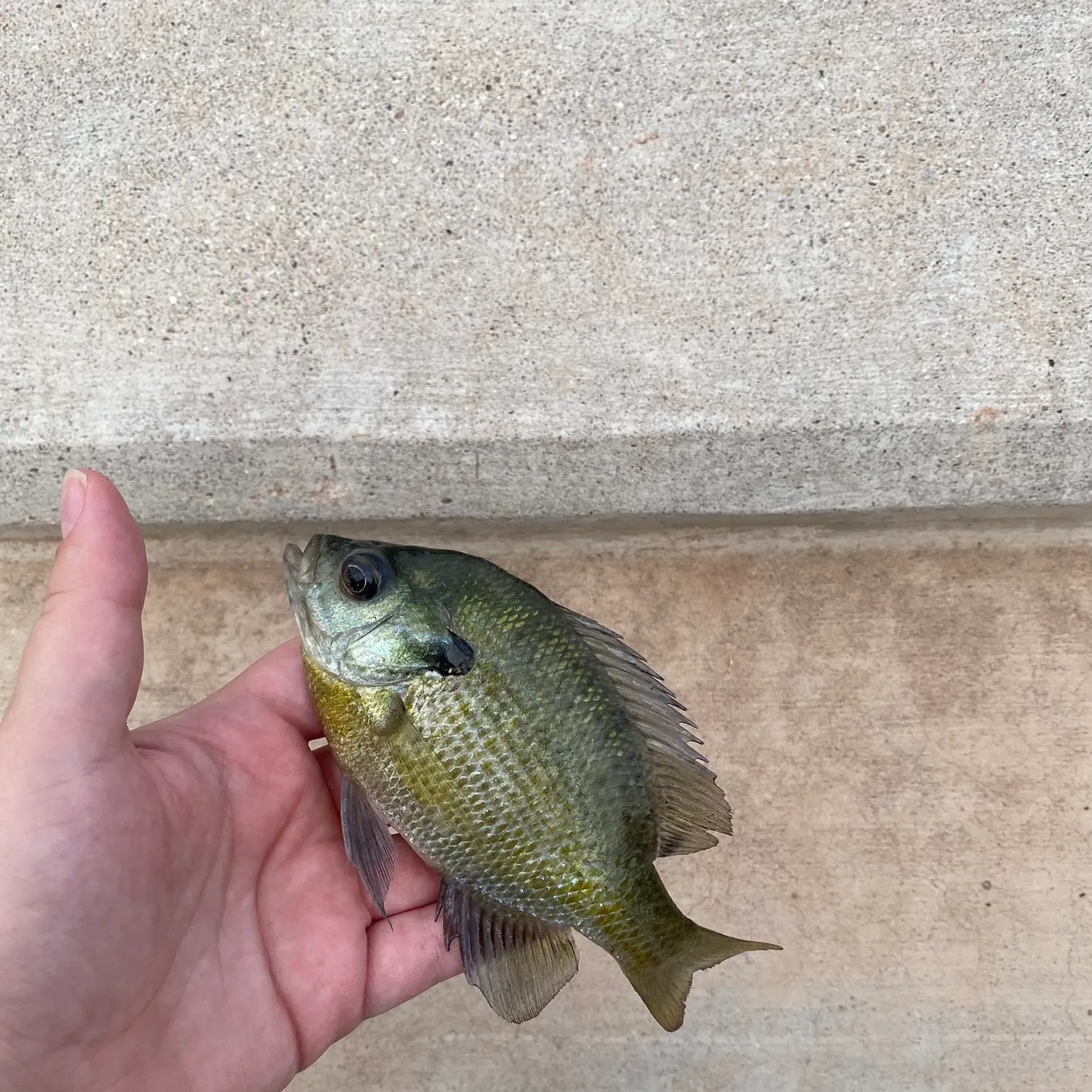 Bluegill caught on Fishbrain