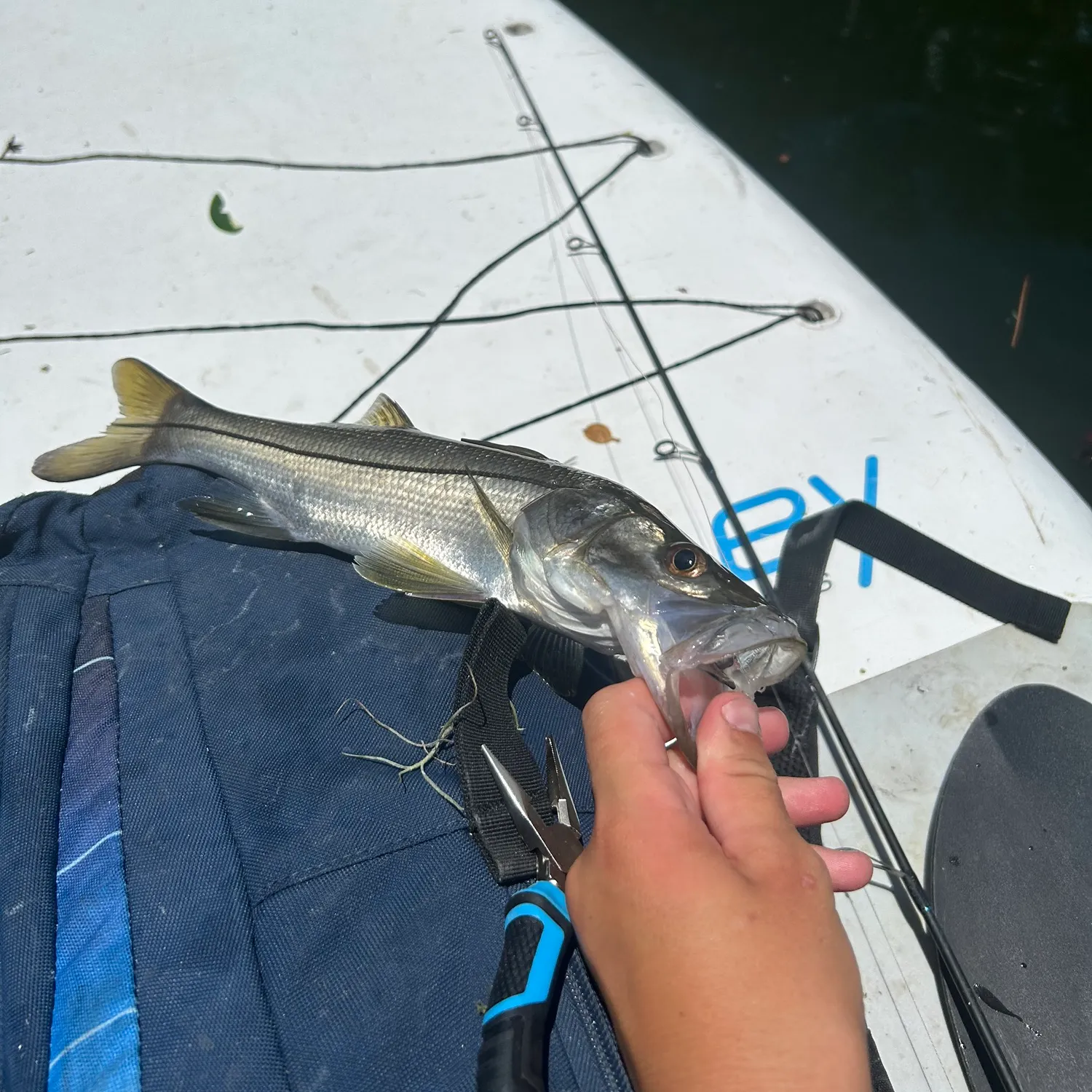 The most recent Common snook catches on Fishbrain