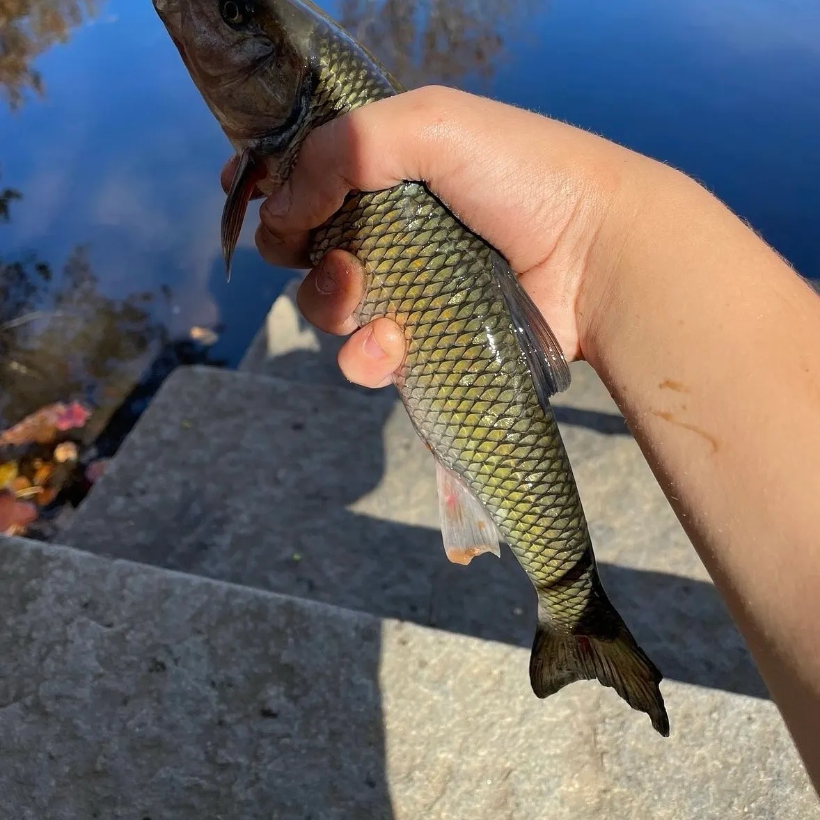 The most recent Fallfish catches on Fishbrain