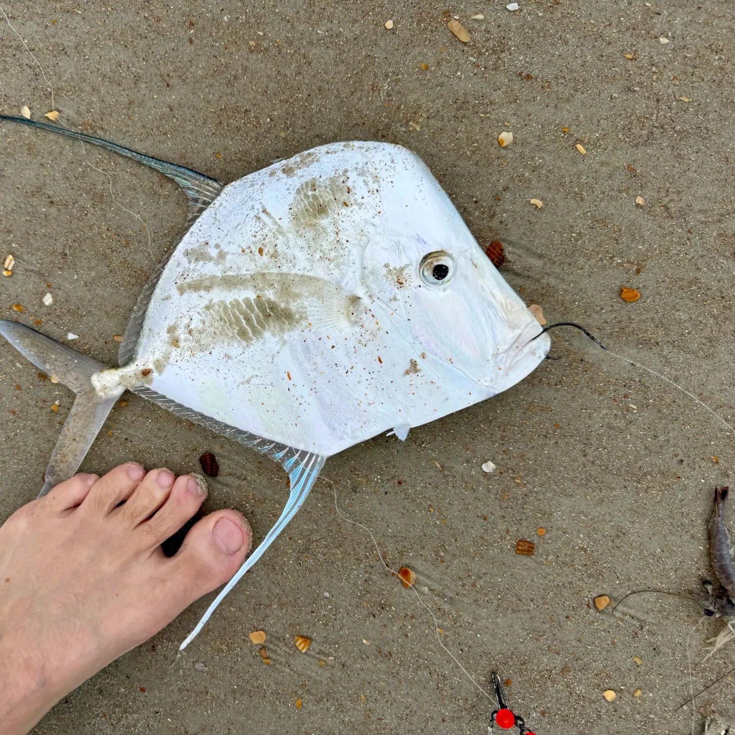 The most recent Lookdown catches on Fishbrain