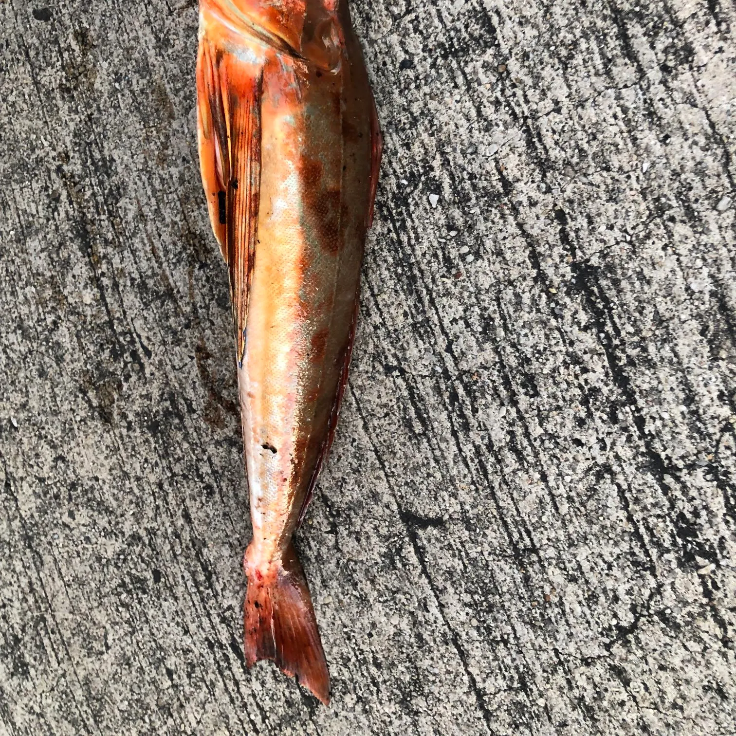 Tub gurnard caught on Fishbrain