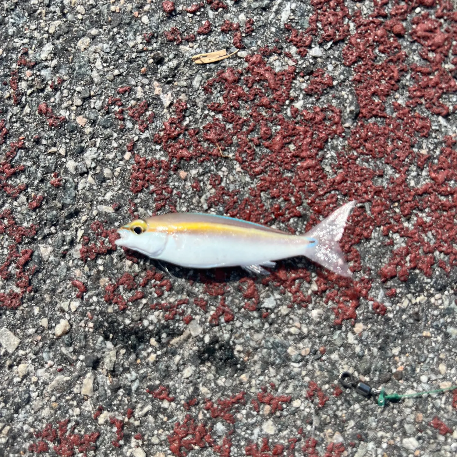 The most recent Butterfly whiptail catches on Fishbrain