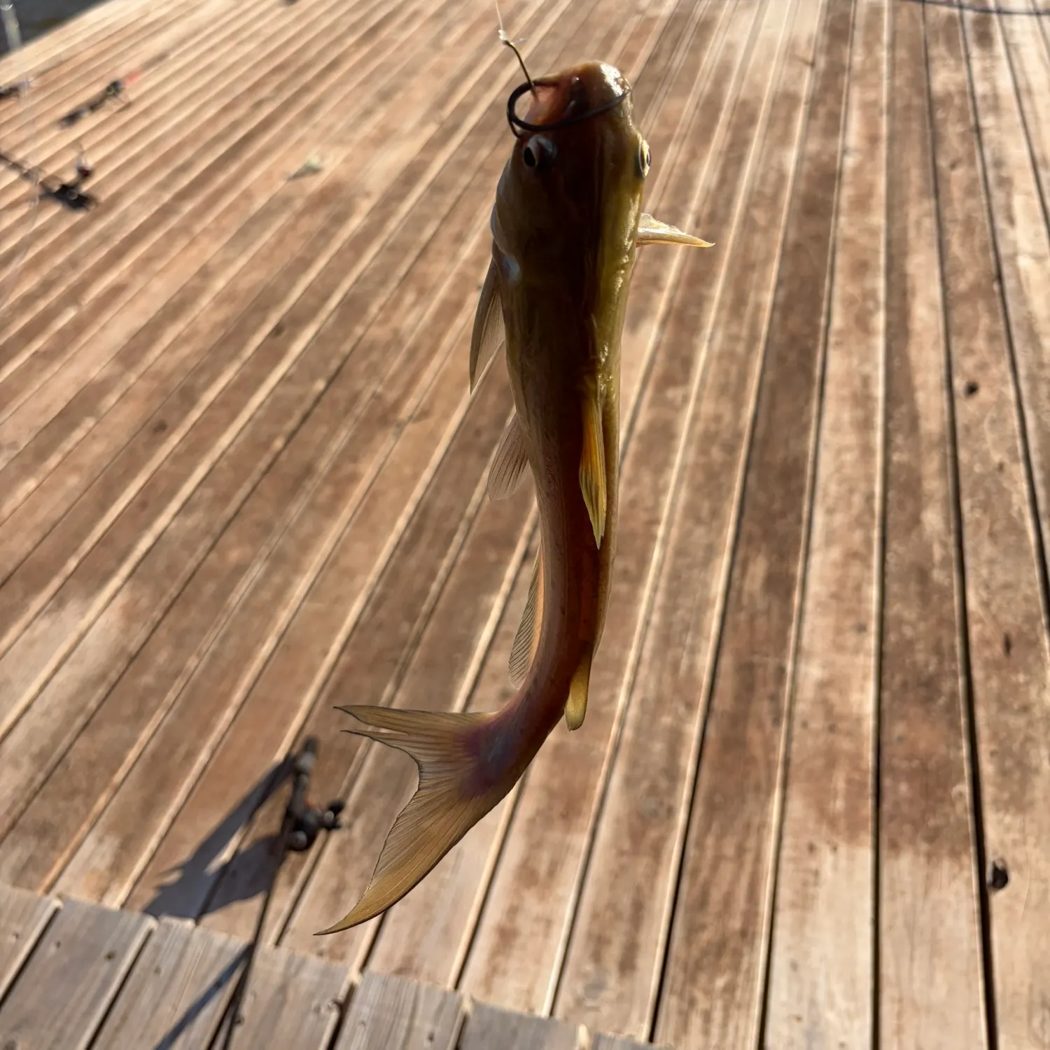 Channel catfish caught on Fishbrain