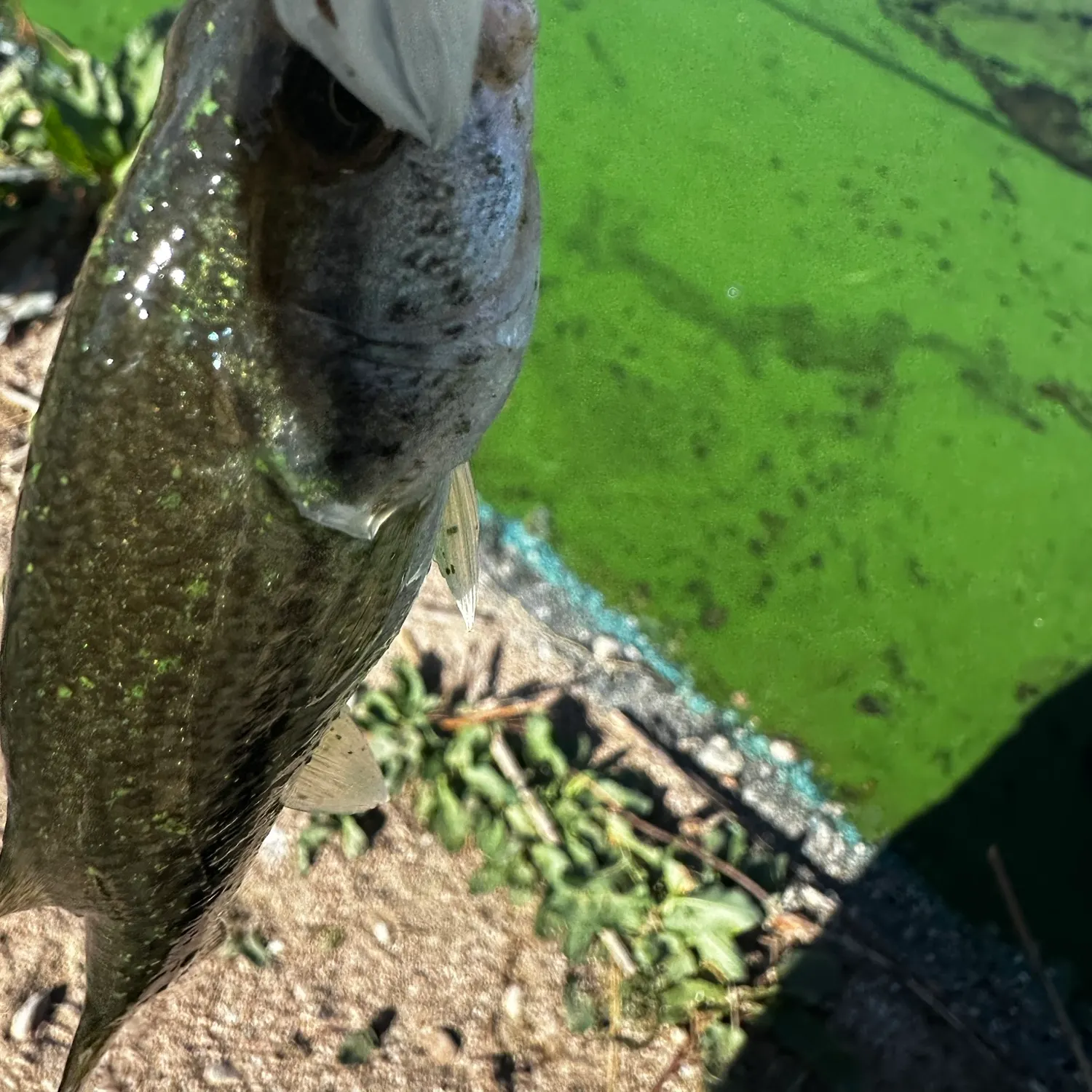Smallmouth bass caught on Fishbrain