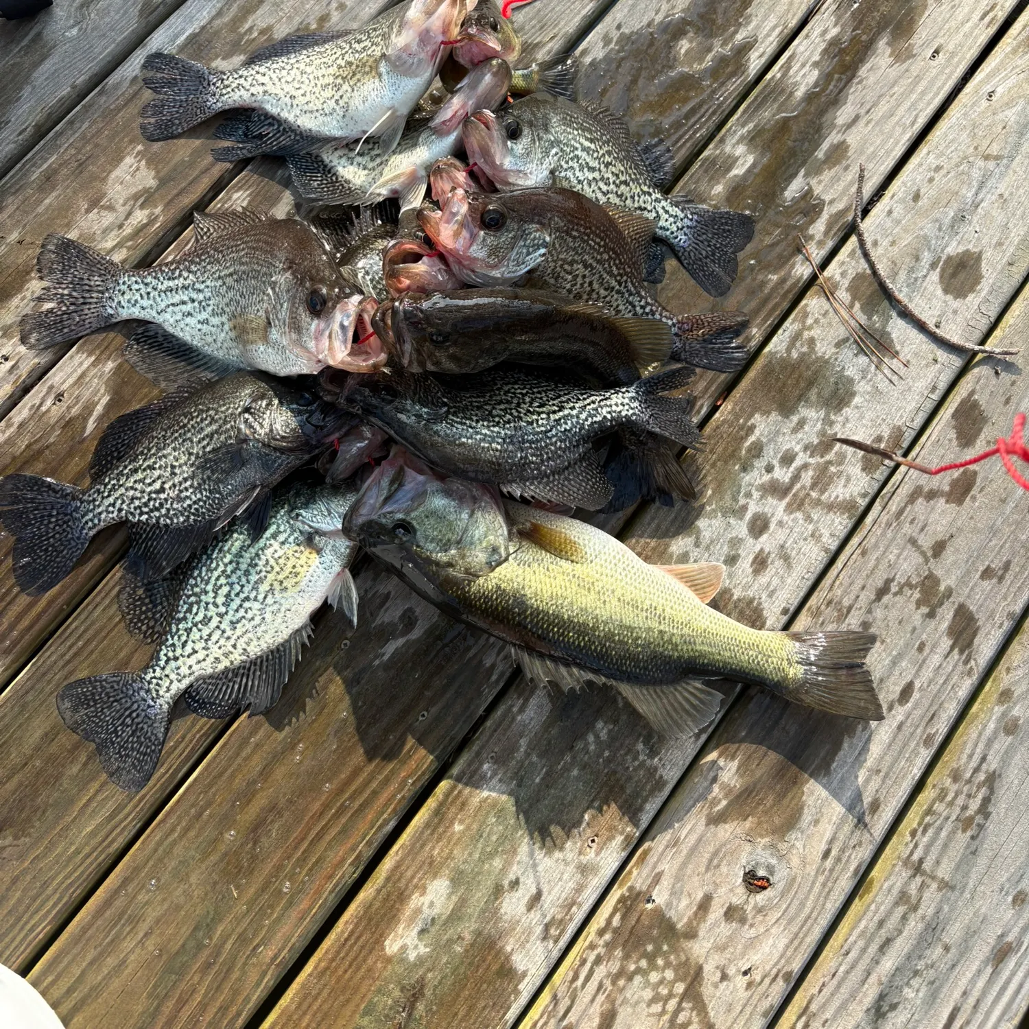 recently logged catches