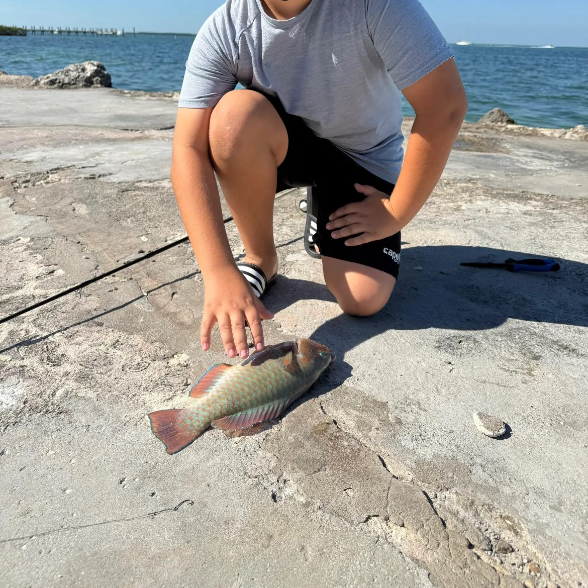 The most recent Common parrotfish catches on Fishbrain
