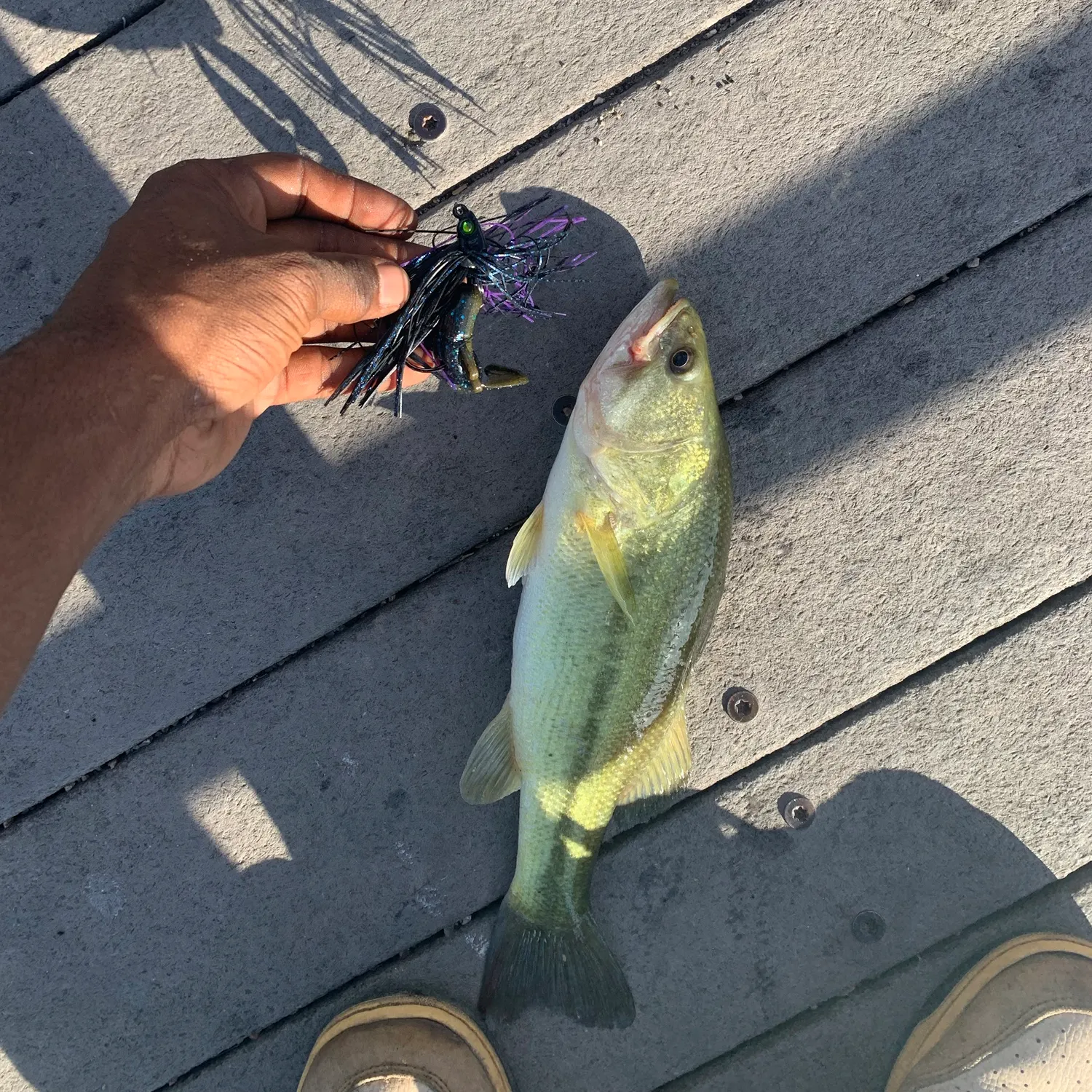 Largemouth bass caught on Fishbrain