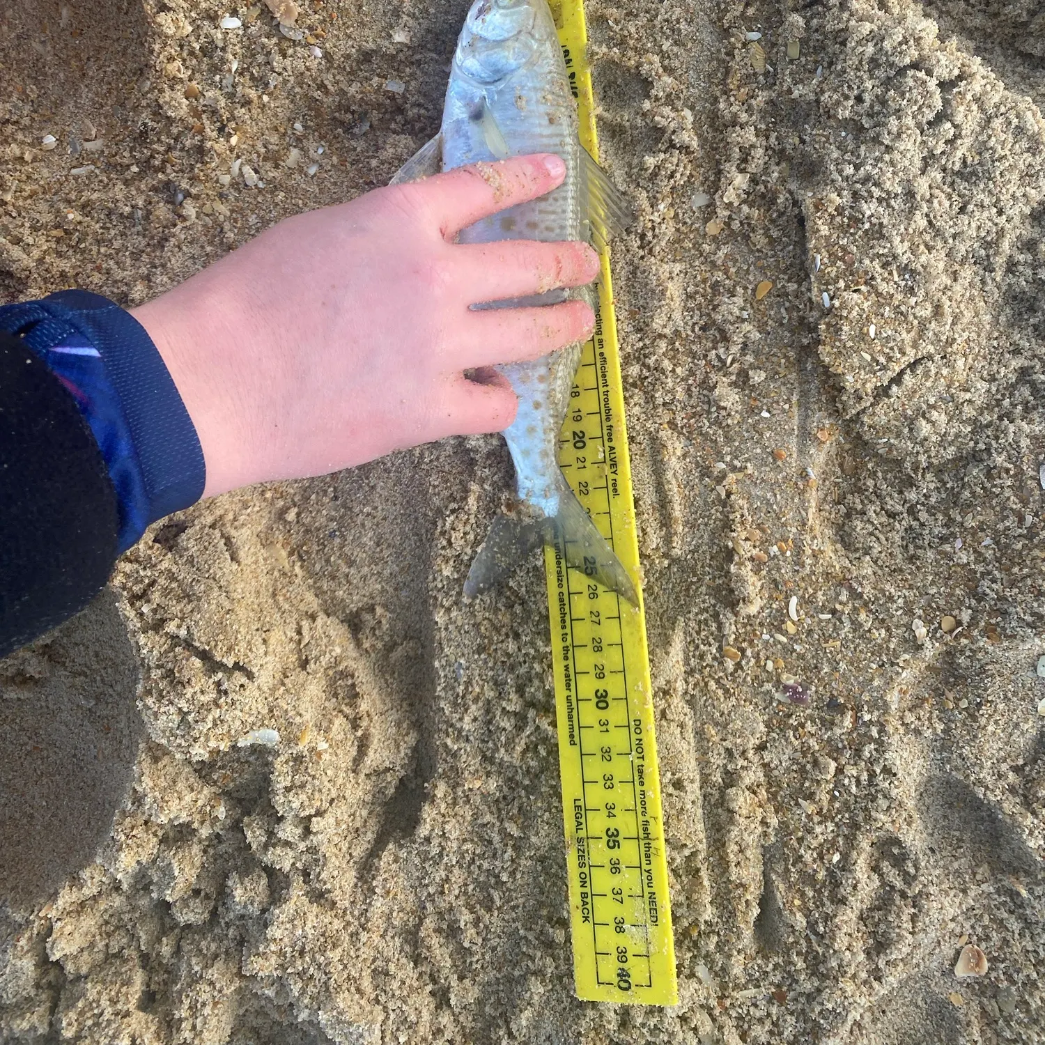 Eastern Australian salmon caught on Fishbrain
