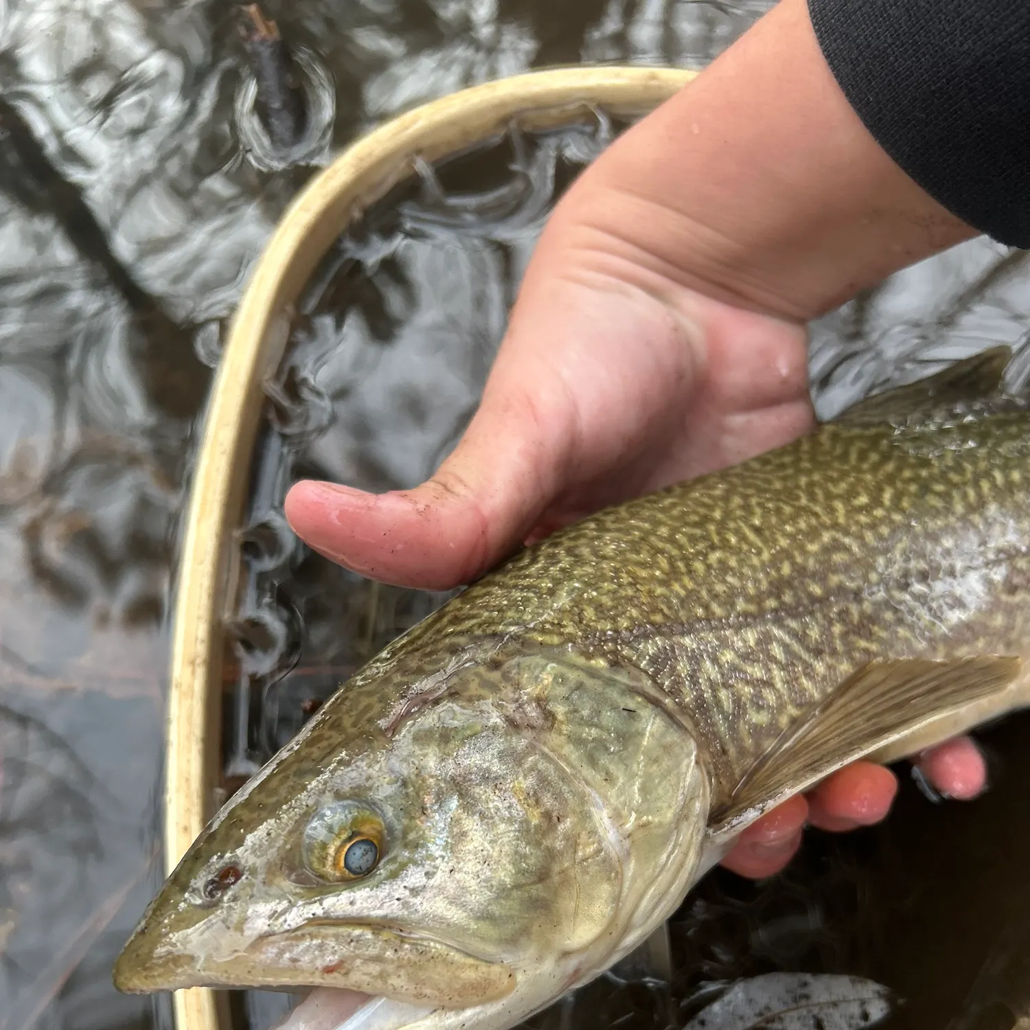 The most recent Tiger trout catches on Fishbrain