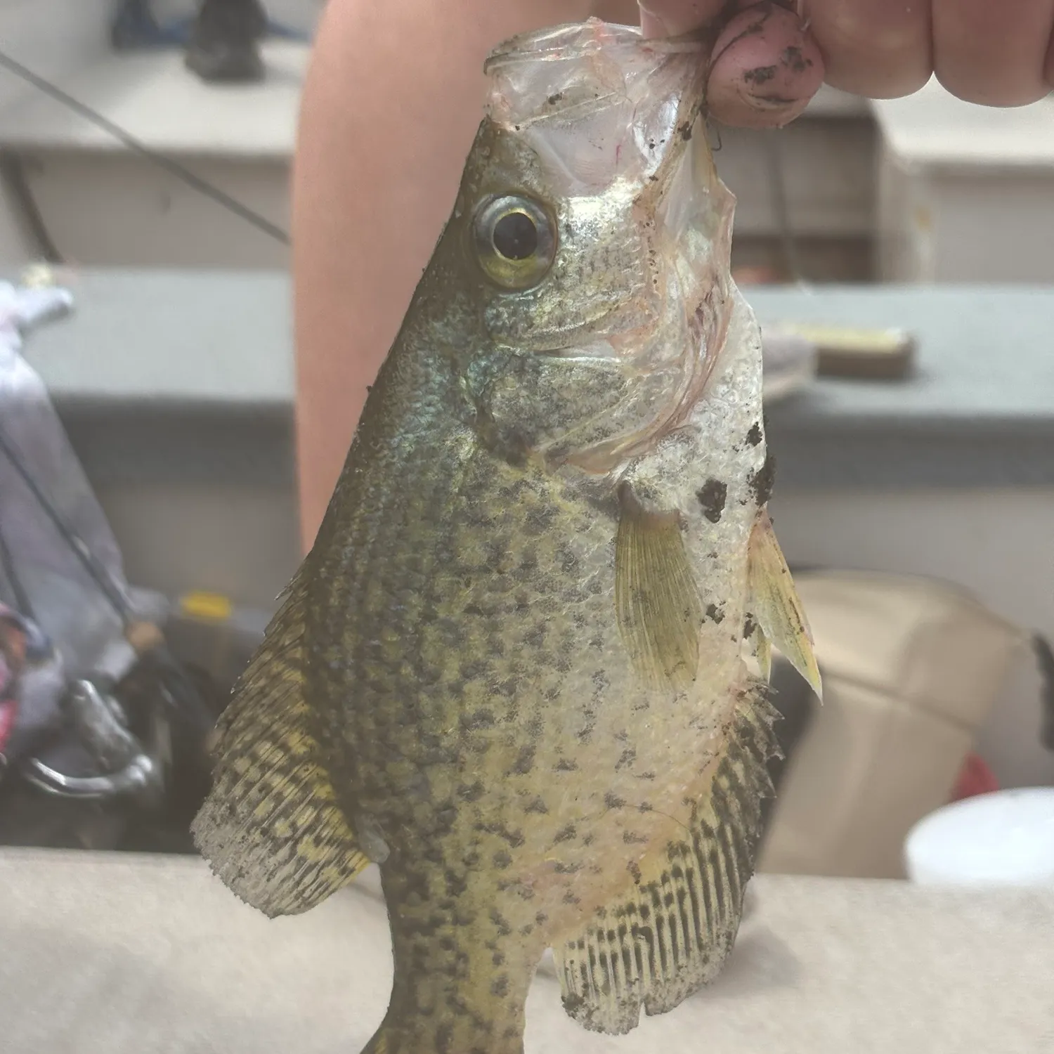 catch