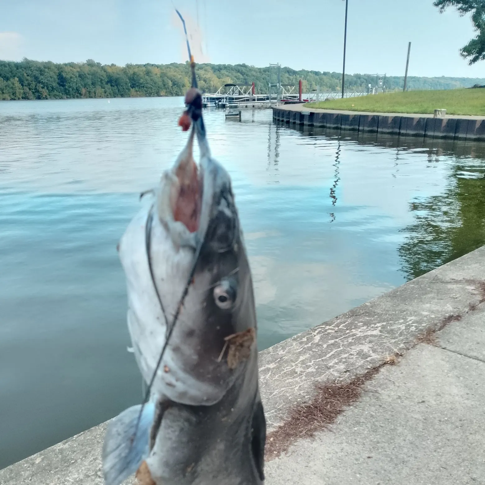 Channel catfish caught on Fishbrain