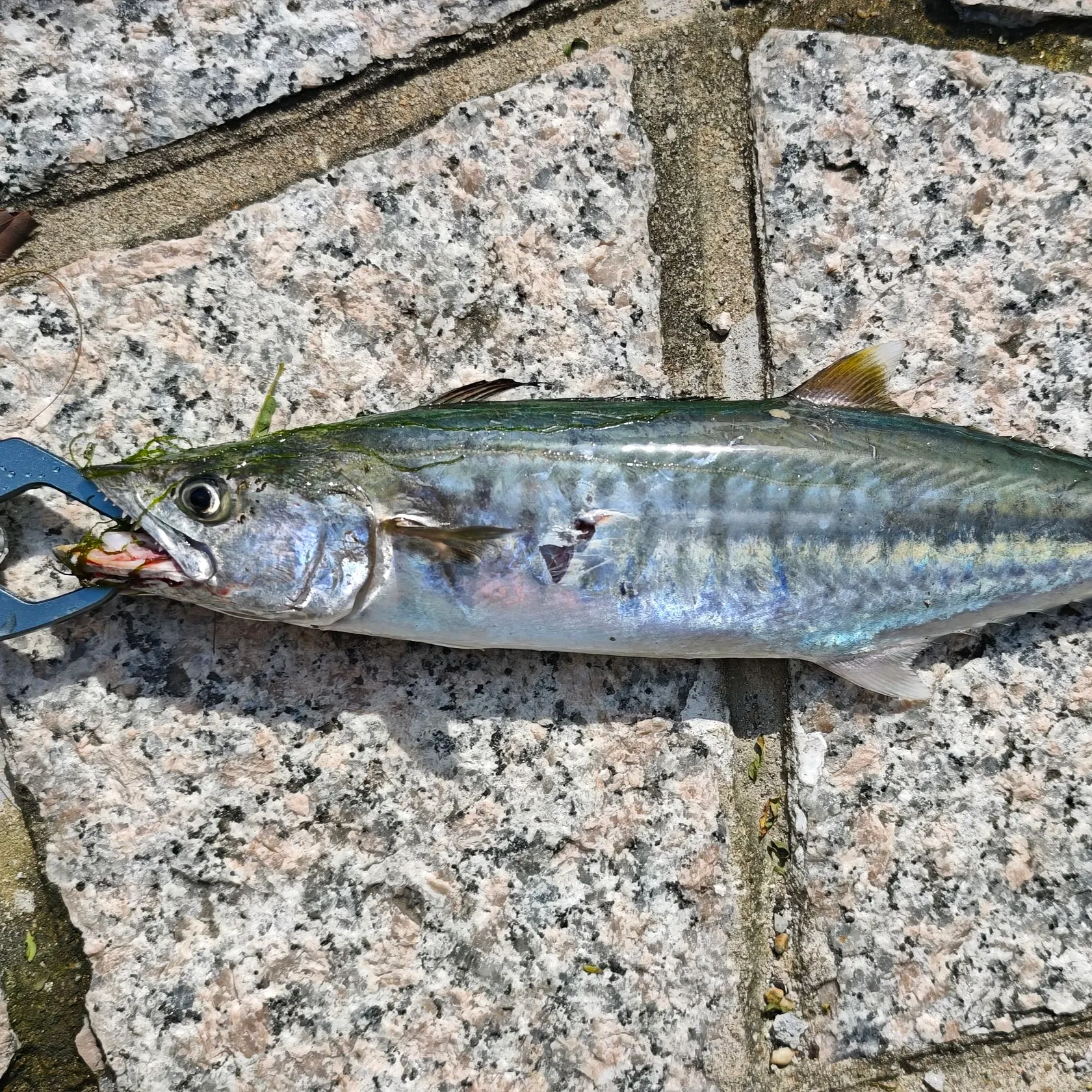 The most recent Spanish mackerel catches on Fishbrain
