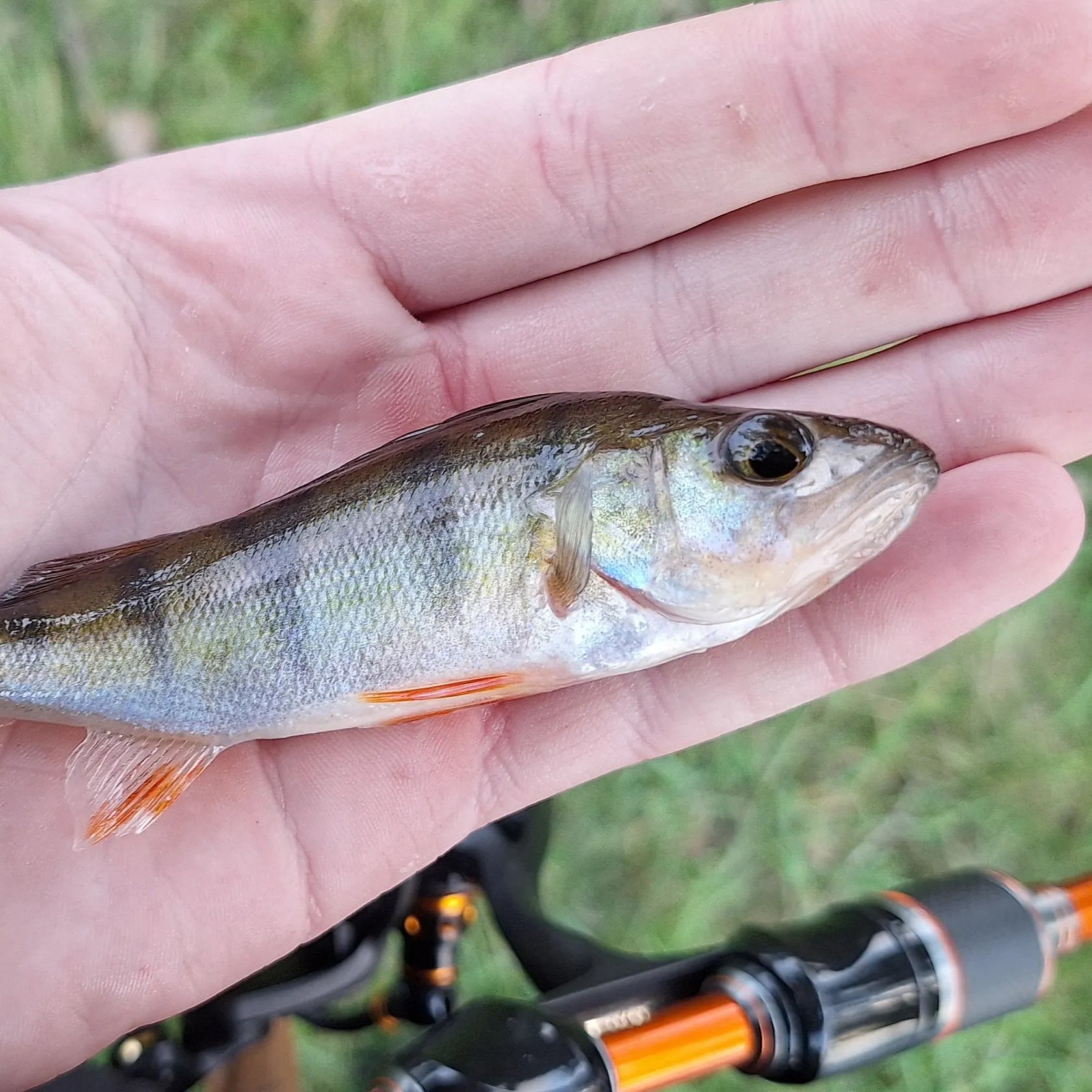 European perch caught on Fishbrain