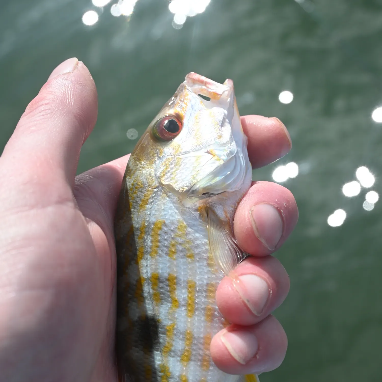 The most recent Lane snapper catches on Fishbrain