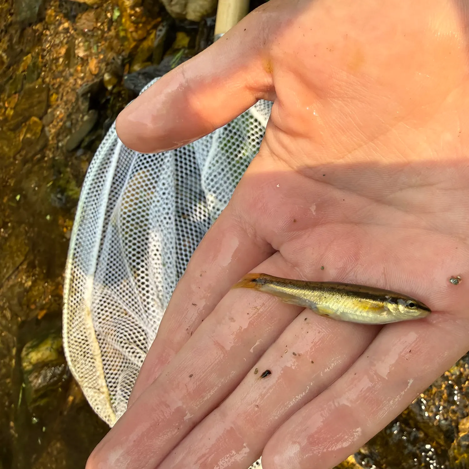 The most recent Eastern blacknose dace catches on Fishbrain