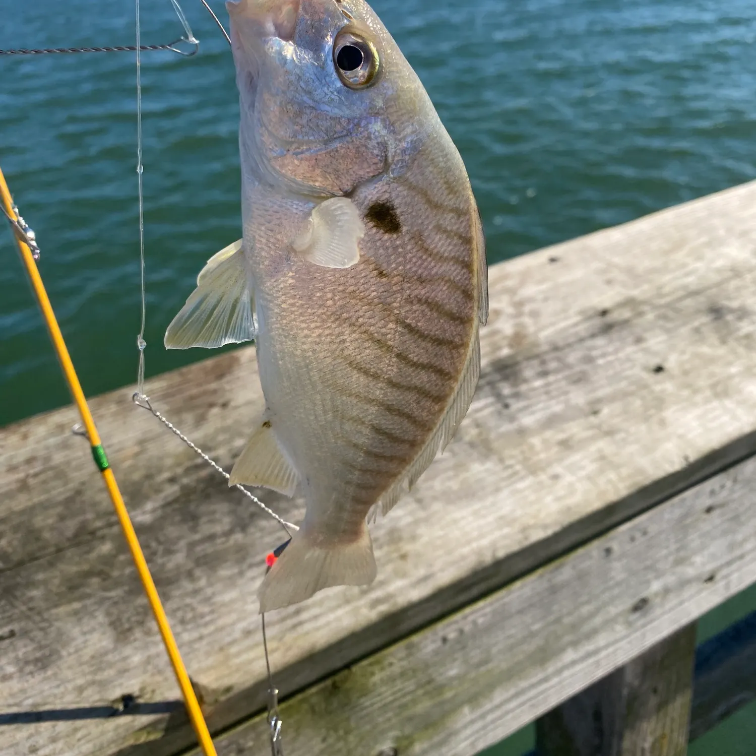 The most recent Spot croaker catches on Fishbrain