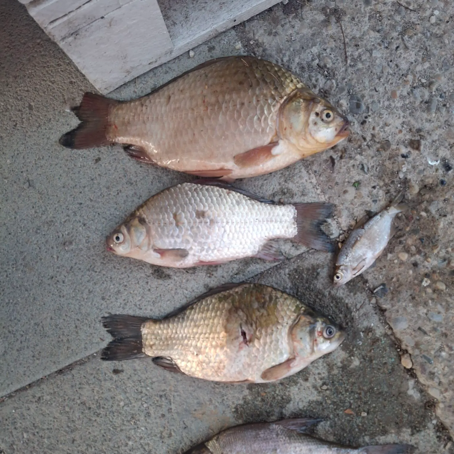 recently logged catches