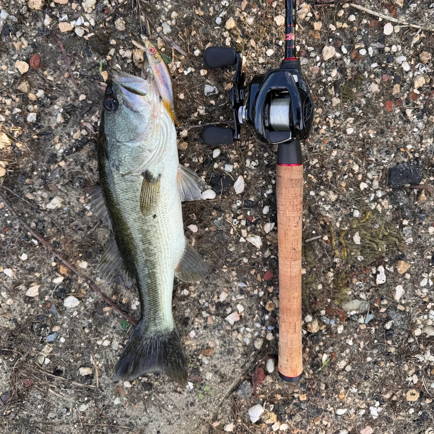 Largemouth bass caught on Fishbrain
