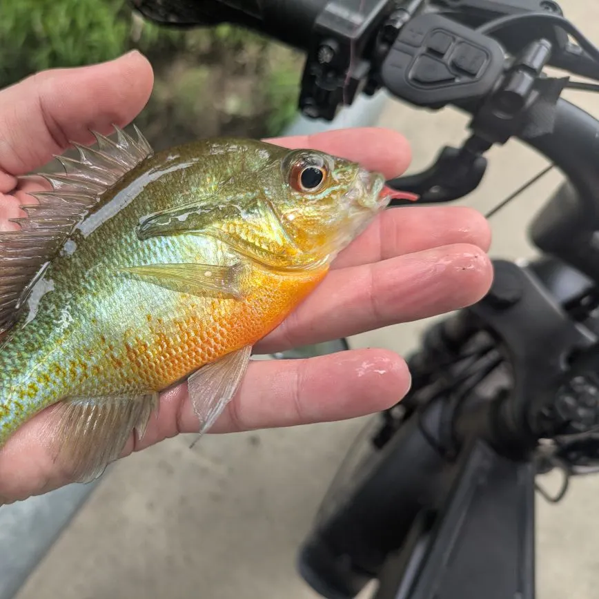 The most recent Redbreast sunfish catches on Fishbrain