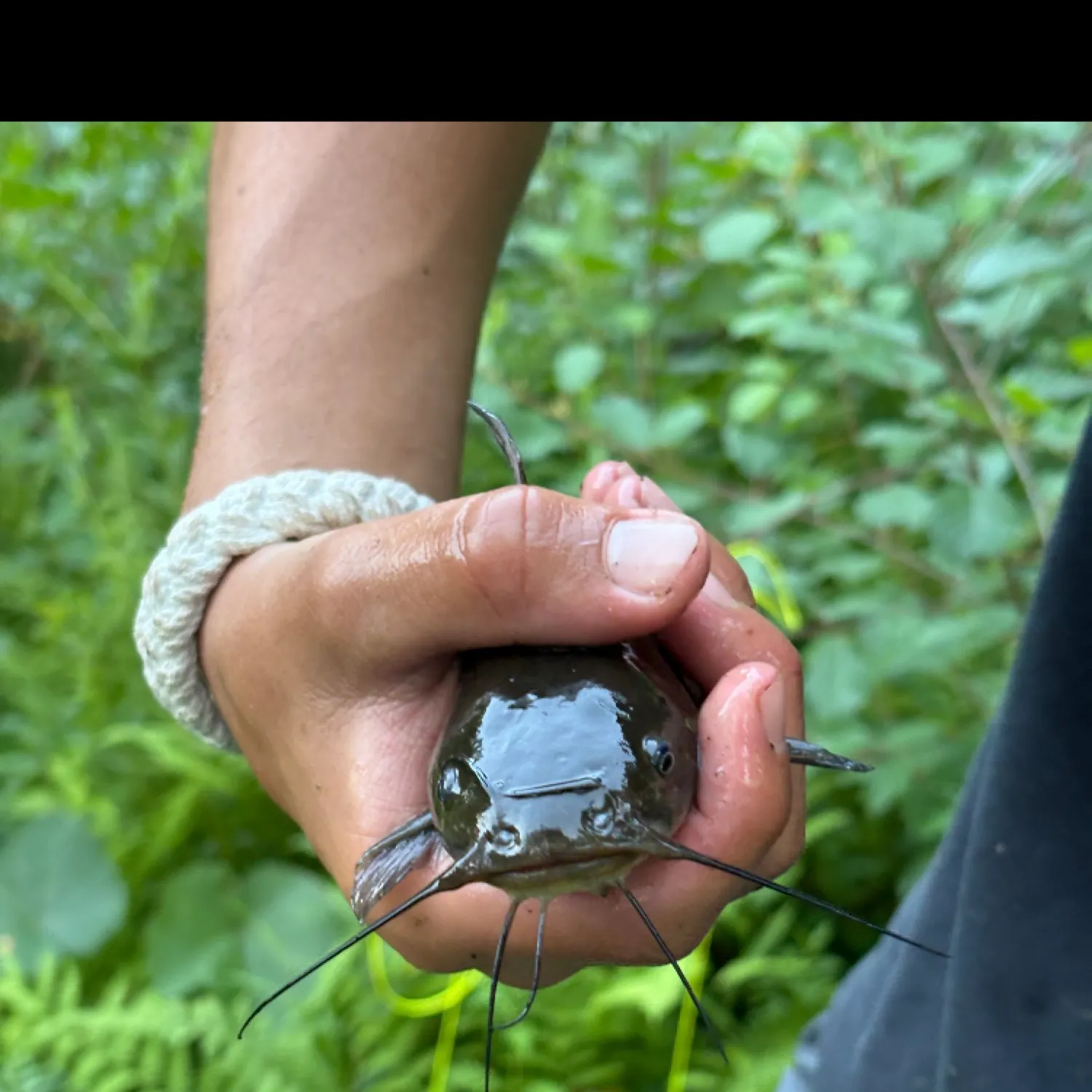 Black bullhead caught on Fishbrain