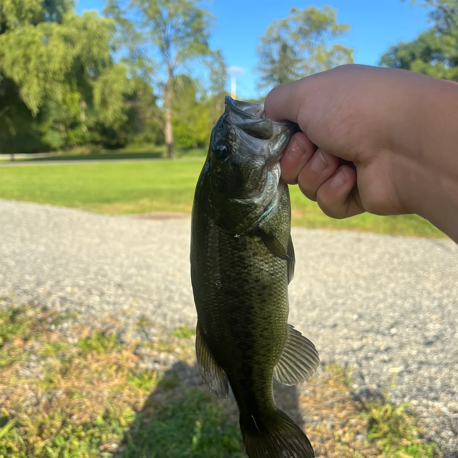 Largemouth bass caught on Fishbrain