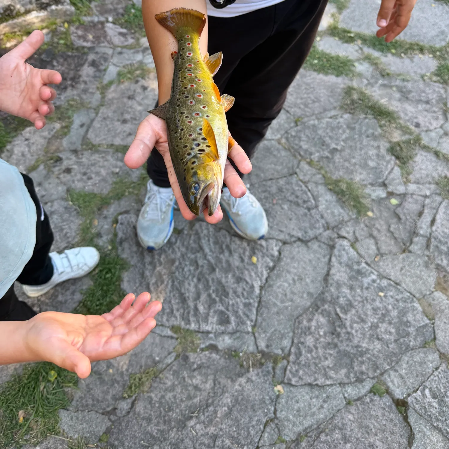 Brown trout caught on Fishbrain