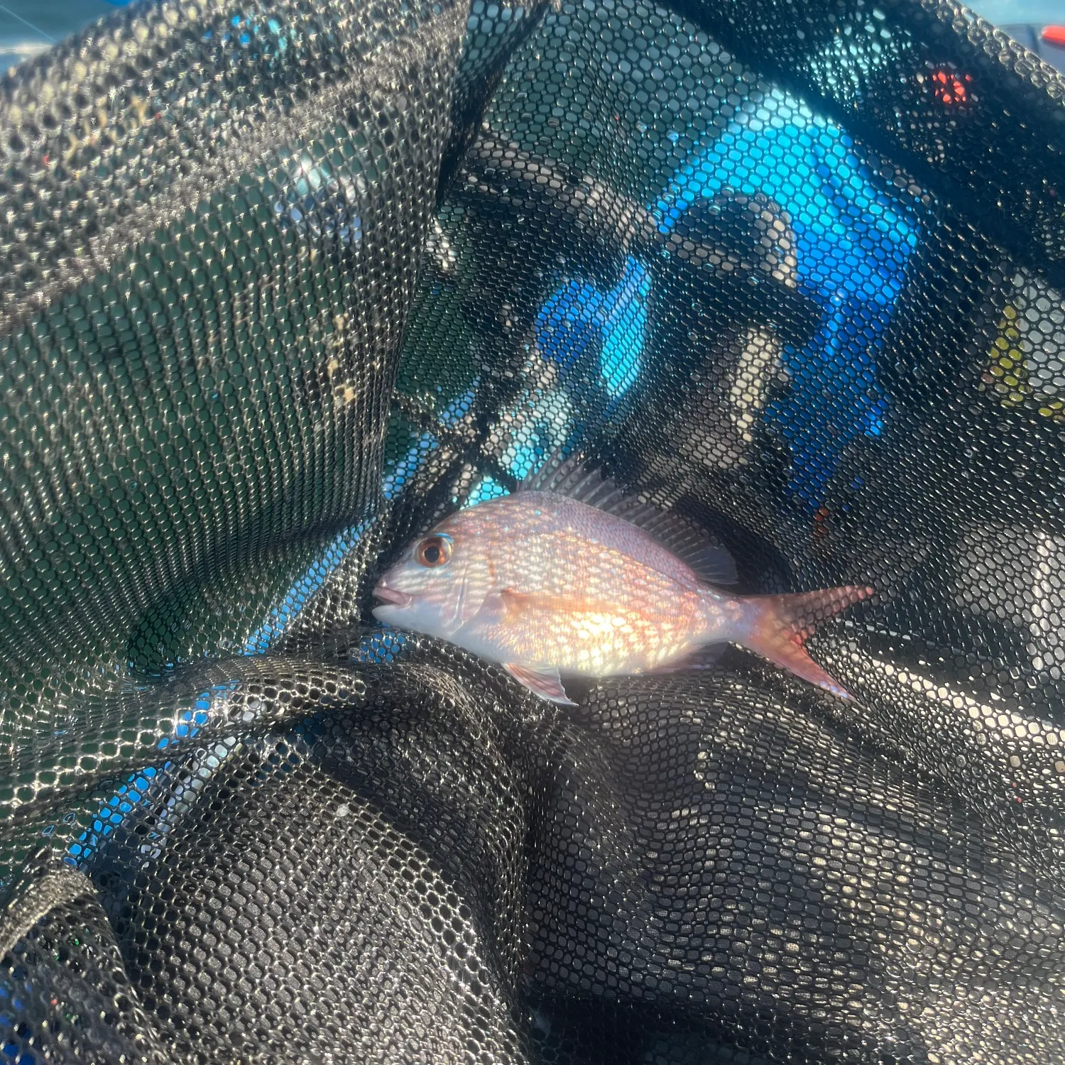 The most recent Australasian snapper catches on Fishbrain